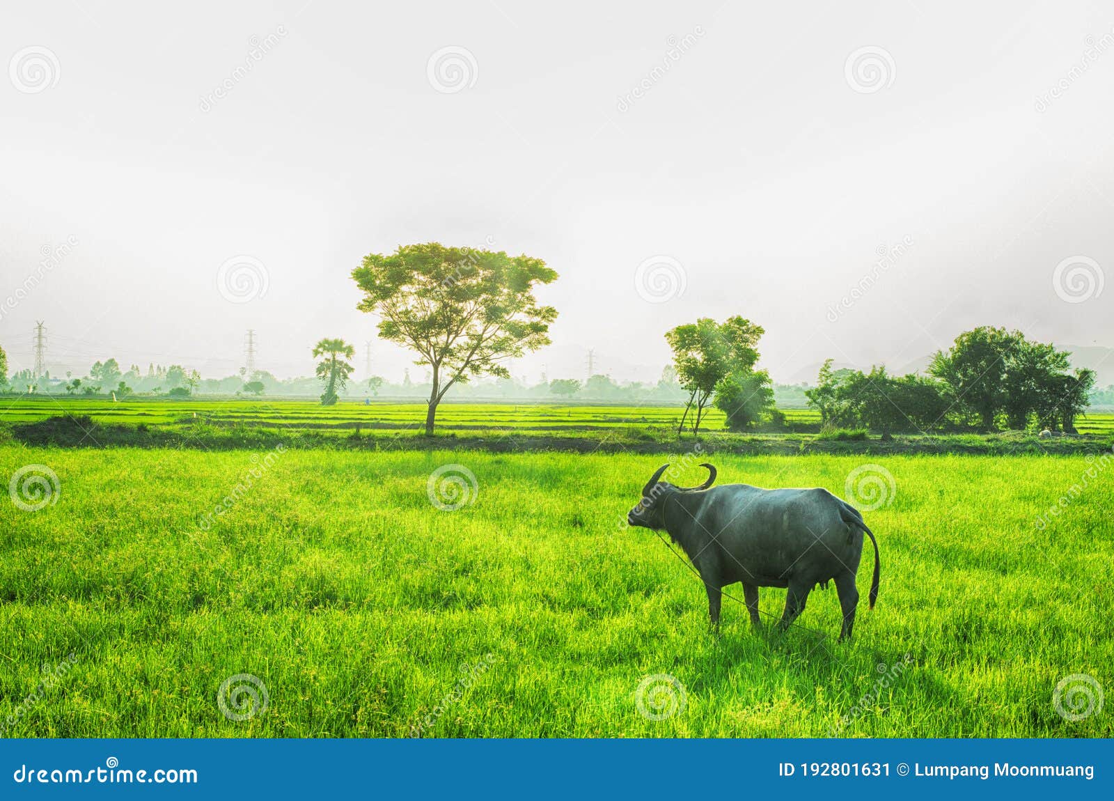 buffalo animal on farmland with green grass backgrounds on countyside, thailand