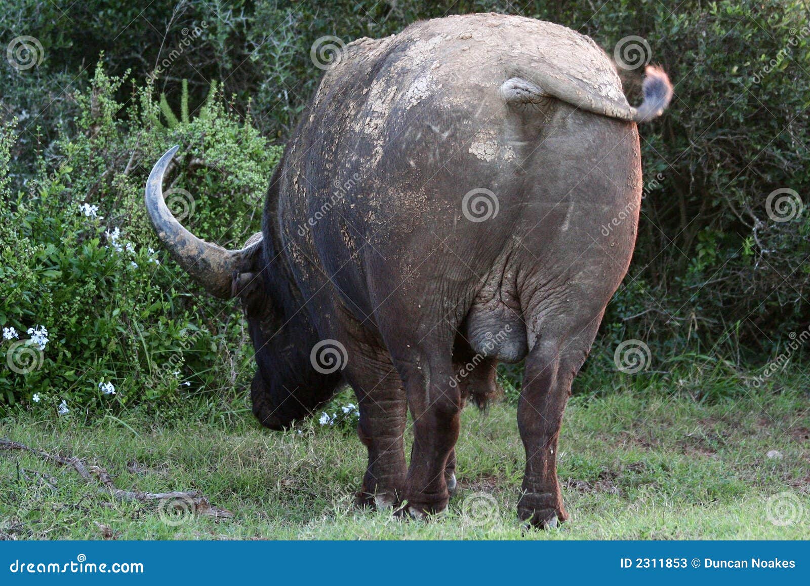 Buffalo Backside. The backside of an Afican Buffalo in the Addo Elephant National Park in Port Elizabeth, South Africa