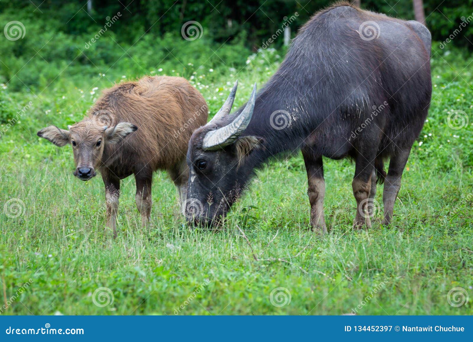 Mothers Buffalo