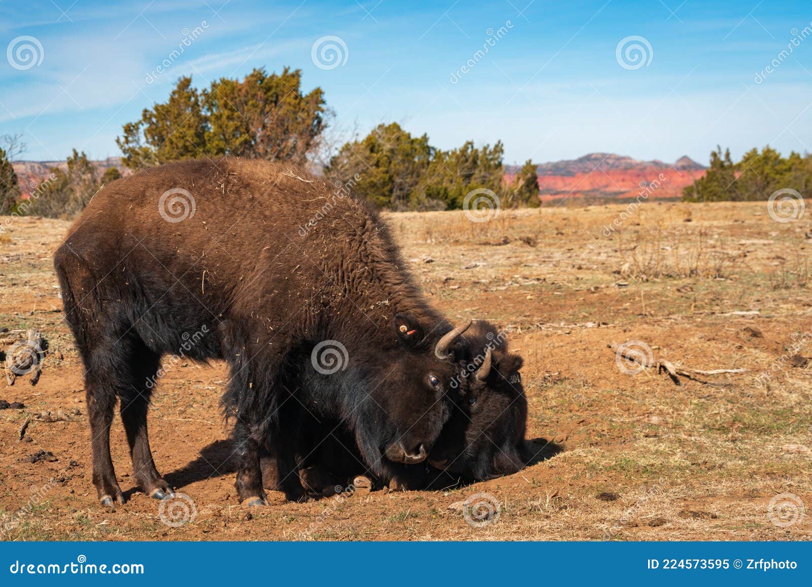 a buffalo at caprock canyons state park, texas