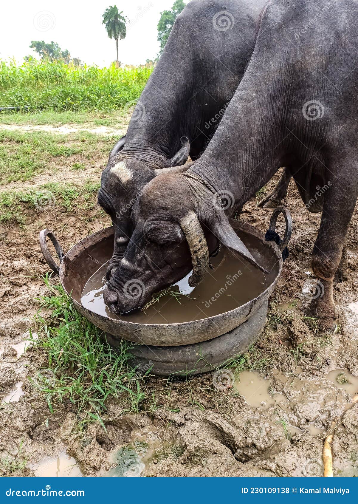 India Buffalo Drinking Water Stock Photo - Image of indianbuffalo, drinking: 230109138 India Buffalo Drinking Water Stock Photo - Image of indianbuffalo, drinking: 230109138