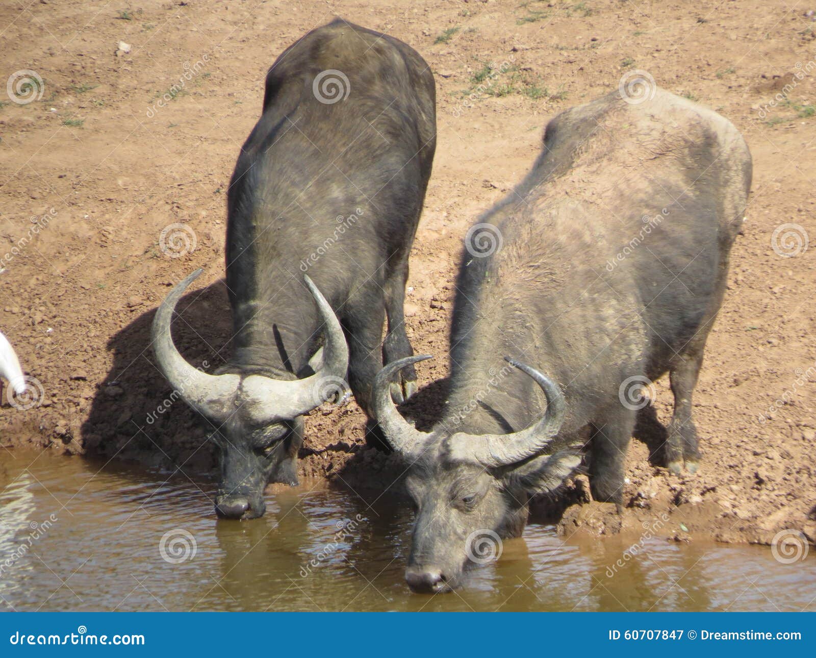 buffalo-drinking-water-hole-two-african-