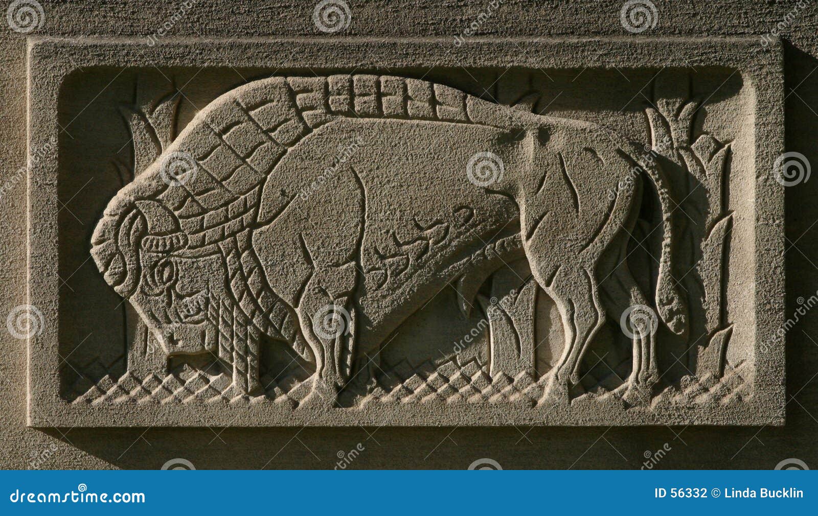 Buffalo Etched in Stone stock photo. Image of etched, stylize 56332