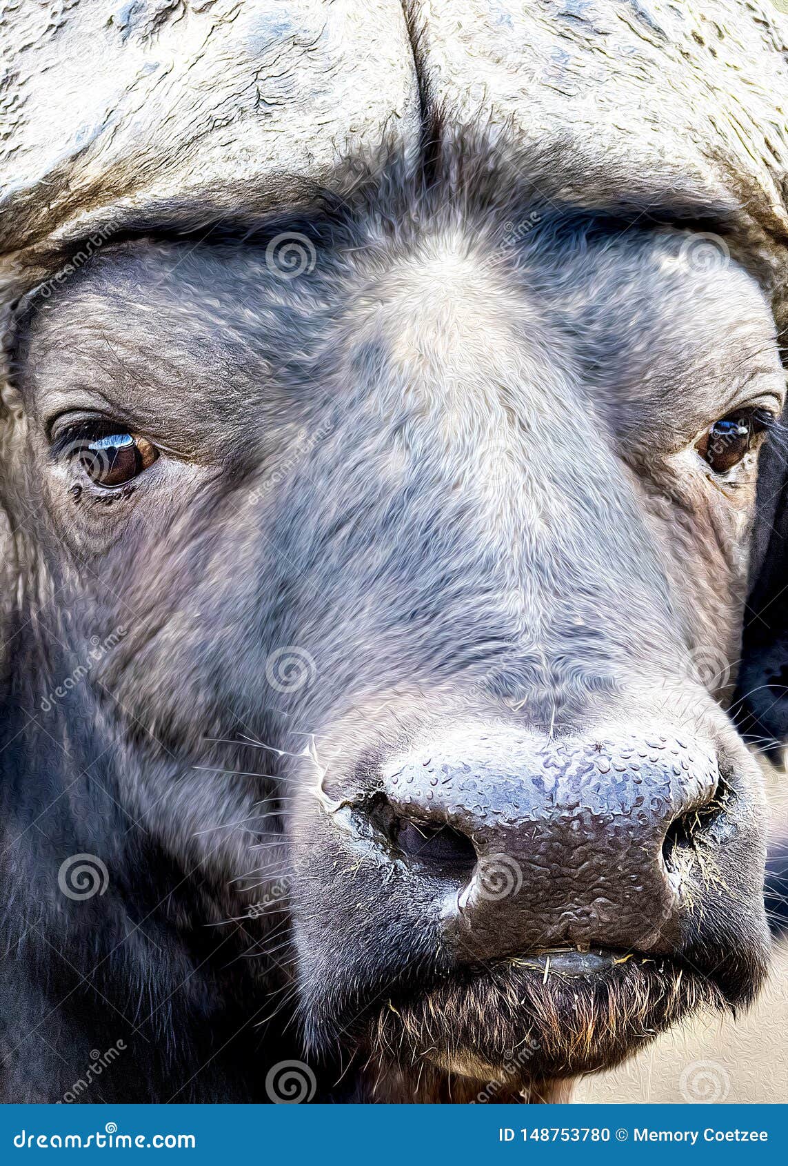 Buffalo Eyes stock photo. Image of eyes, buffalo, wildlife 148753780