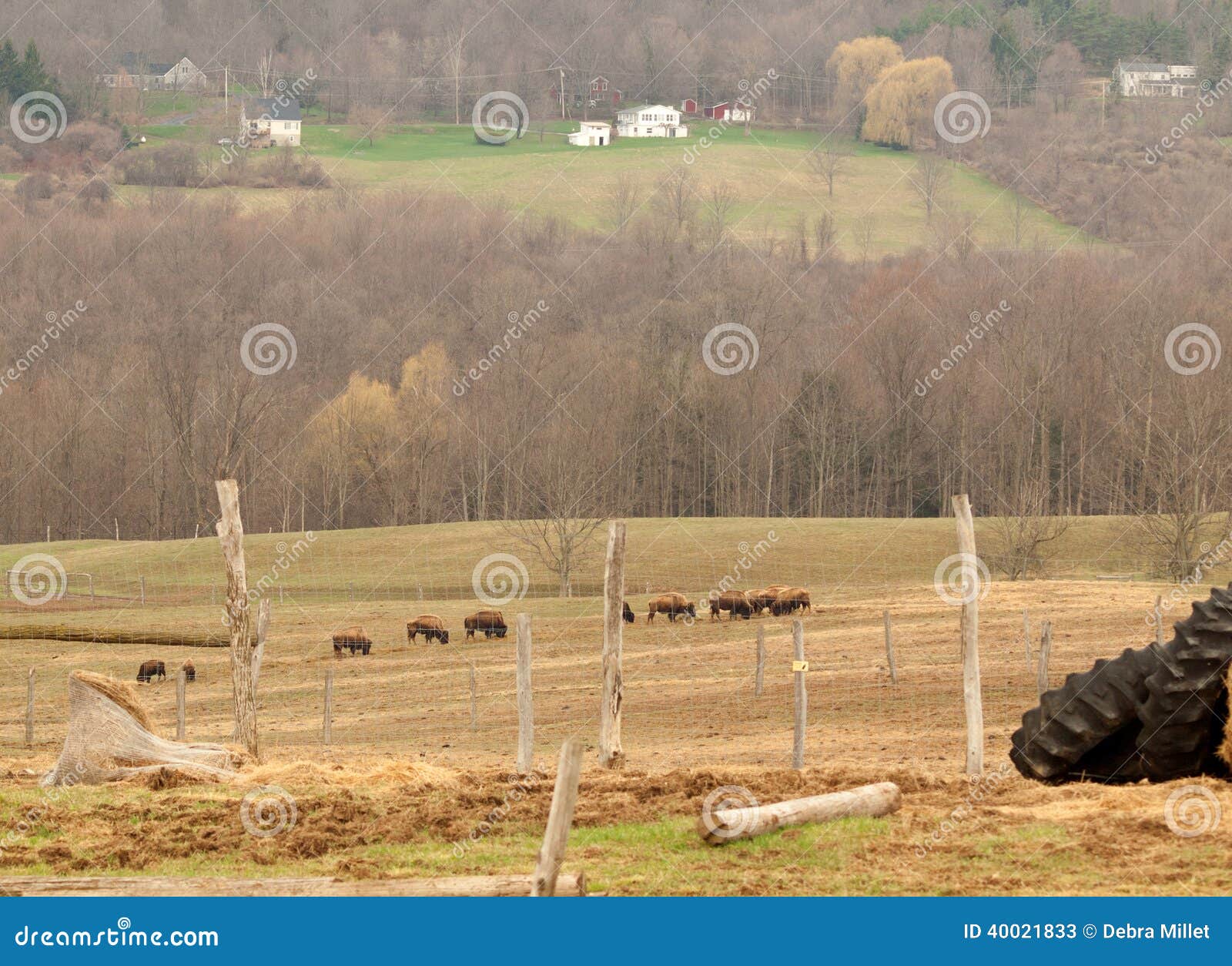 Buffalo farm stock image. Image of pasture, buffalo, scene 40021833