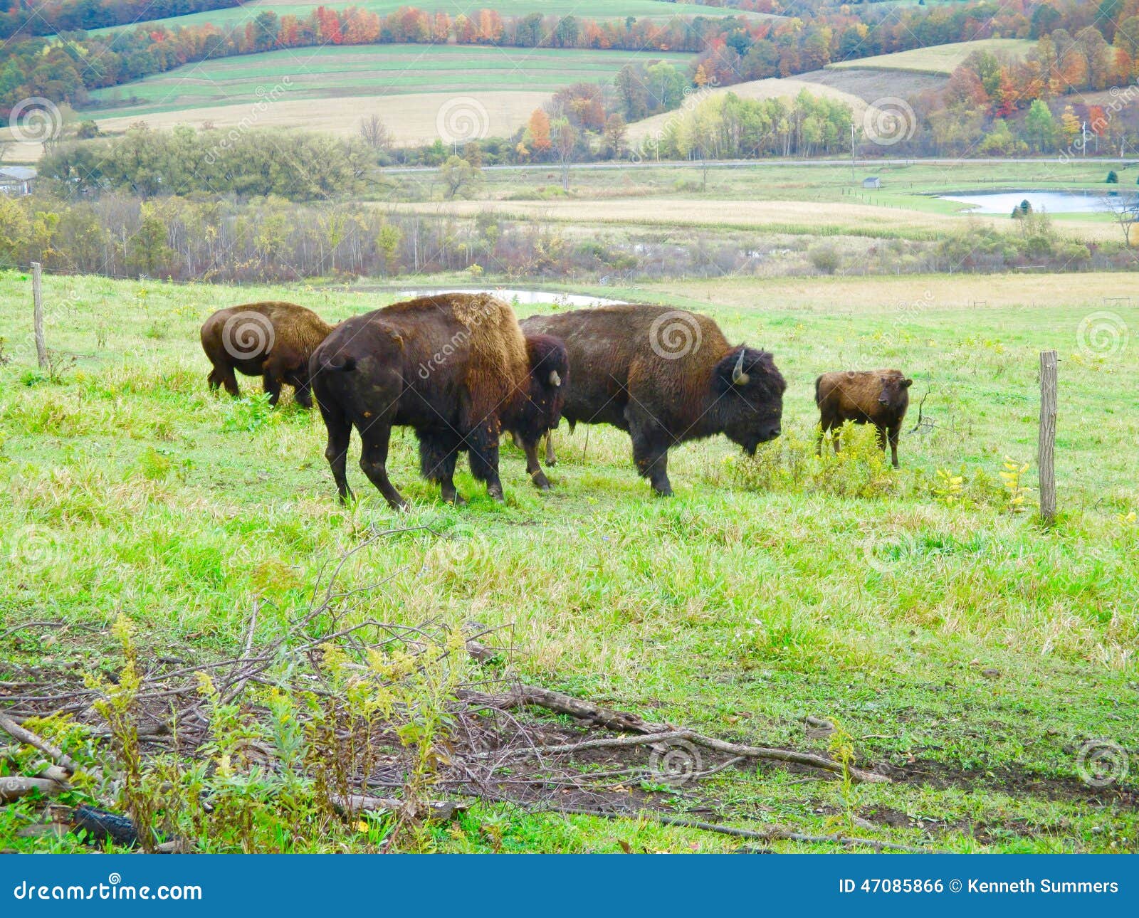 Buffalo farm stock photo. Image of markets, nature, farm 47085866
