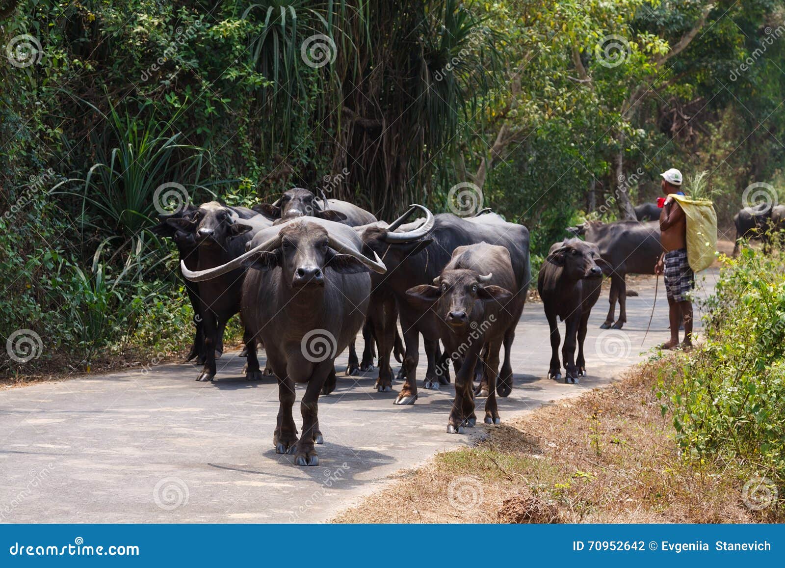 Buffalo in Goa village editorial photography. Image of domestic 70952642