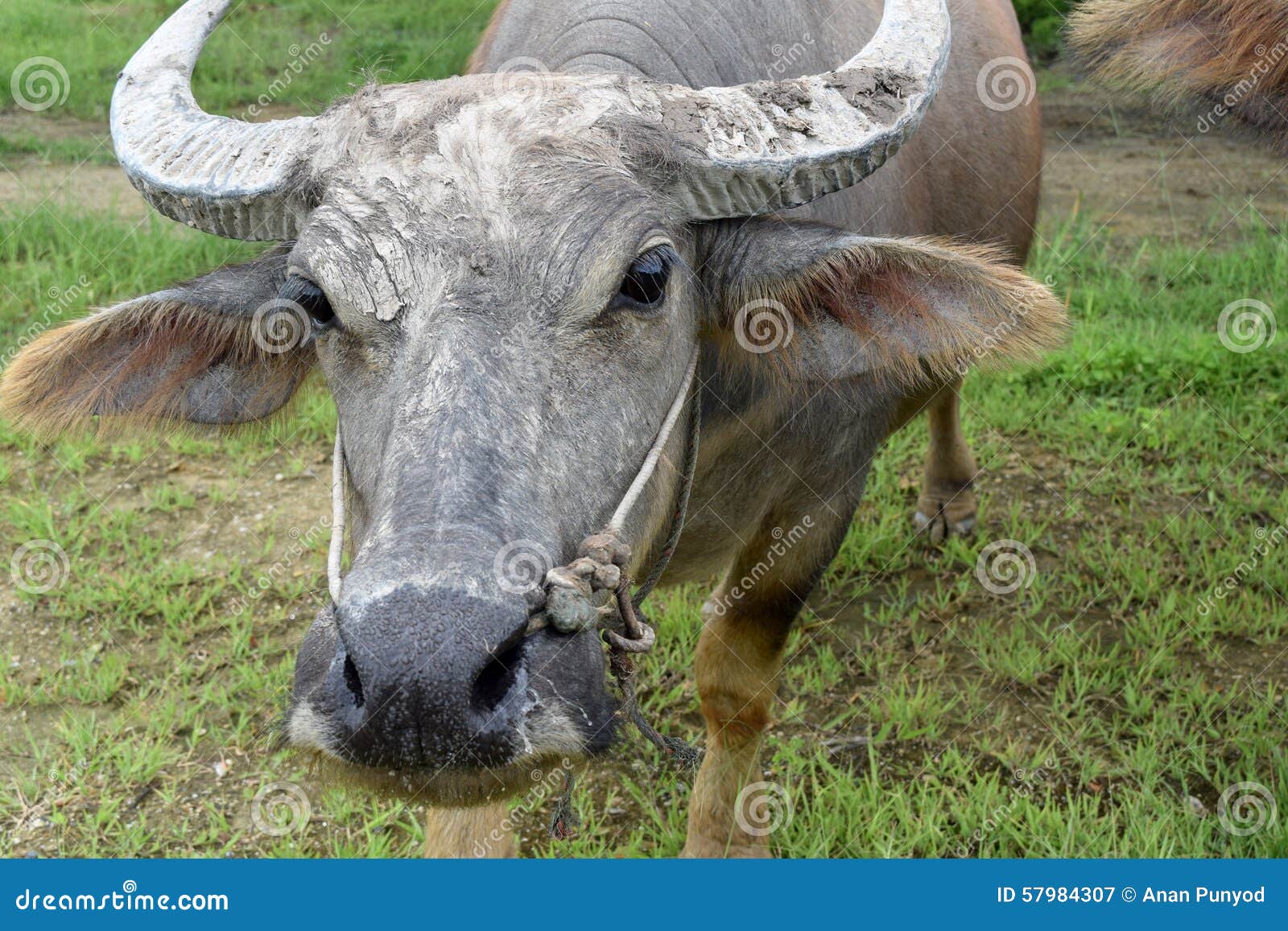 head stock image. Image of bovine, african, - 57984307