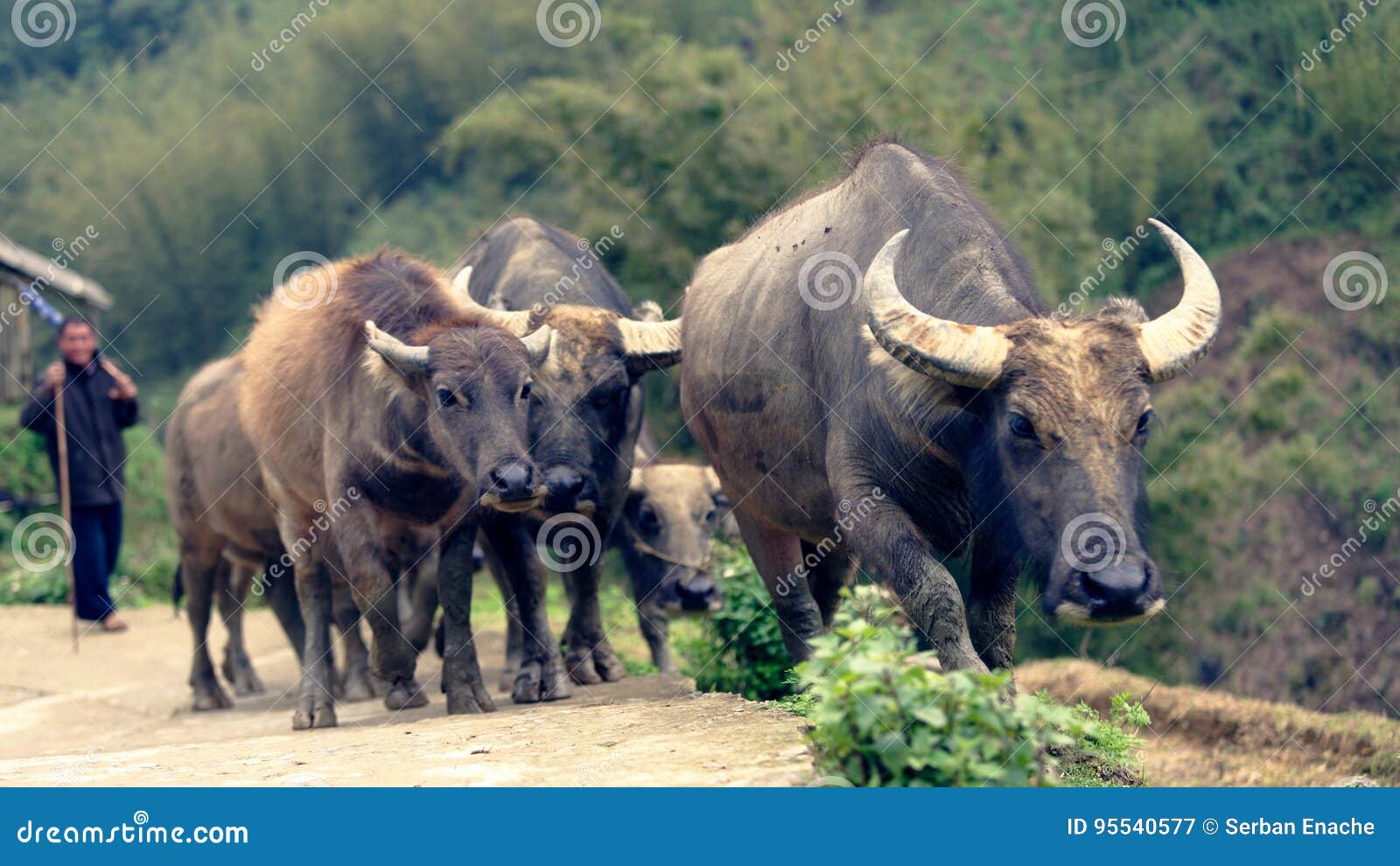 herder with buffaloes in sapa valley