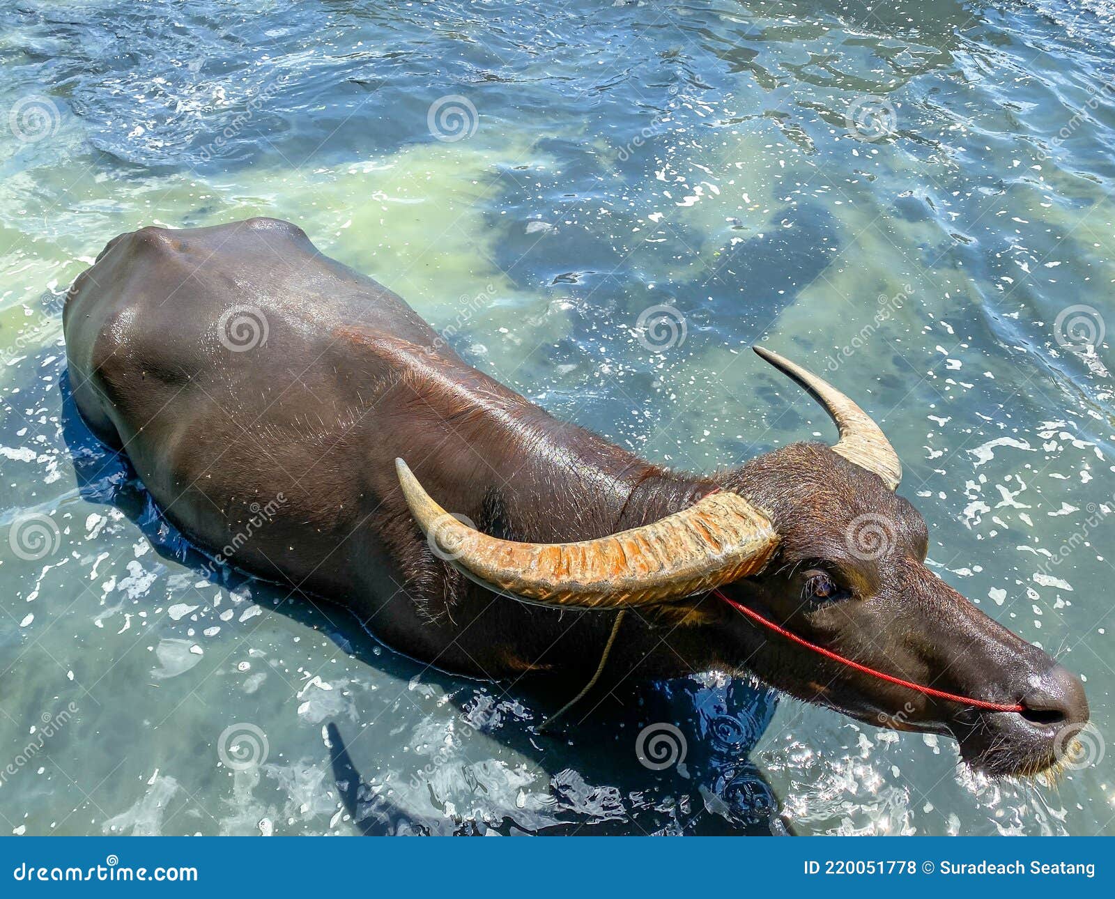 Buffalo hide in the water stock photo. Image of large 220051778