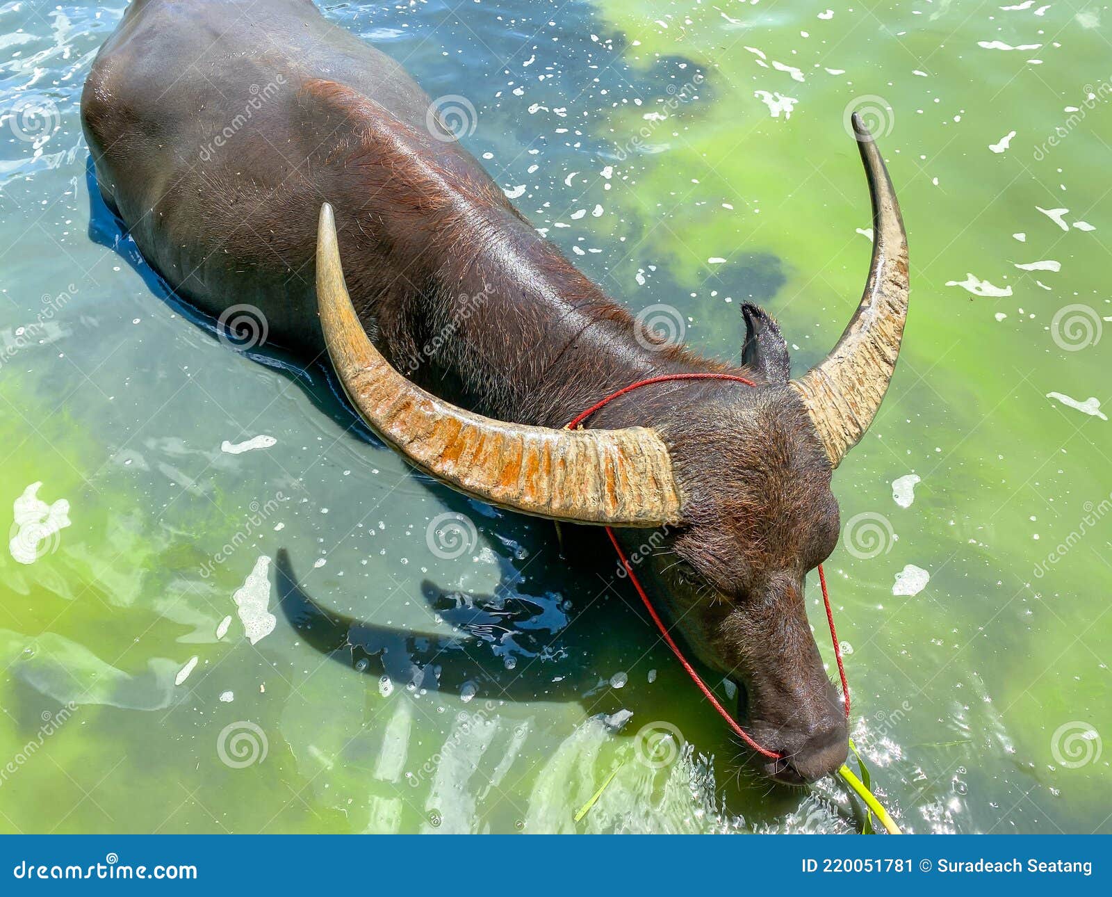 Buffalo hide in the water stock image. Image of brown 220051781