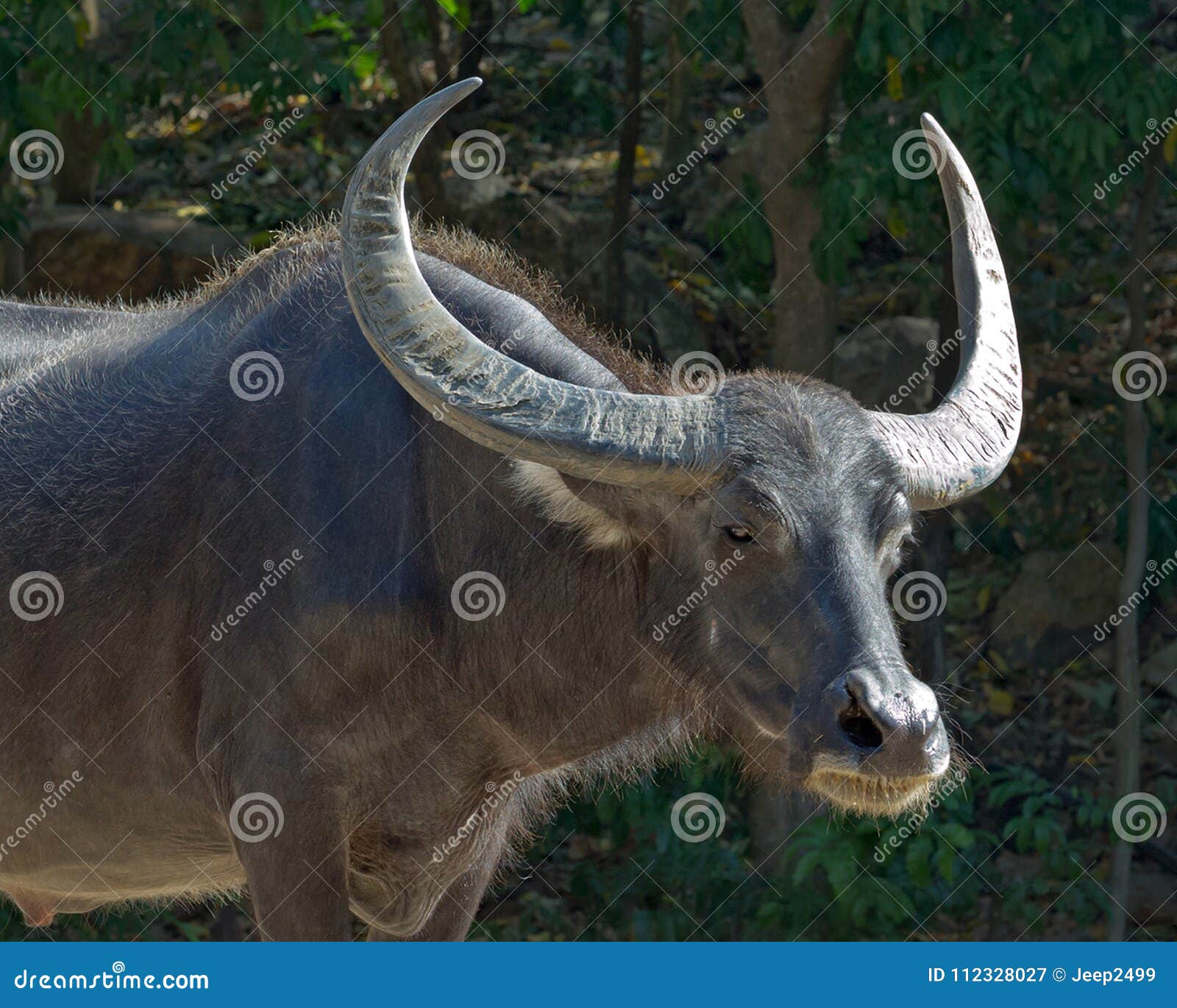 Buffalo Horn Beautiful Water. Stock Image Image of beautiful