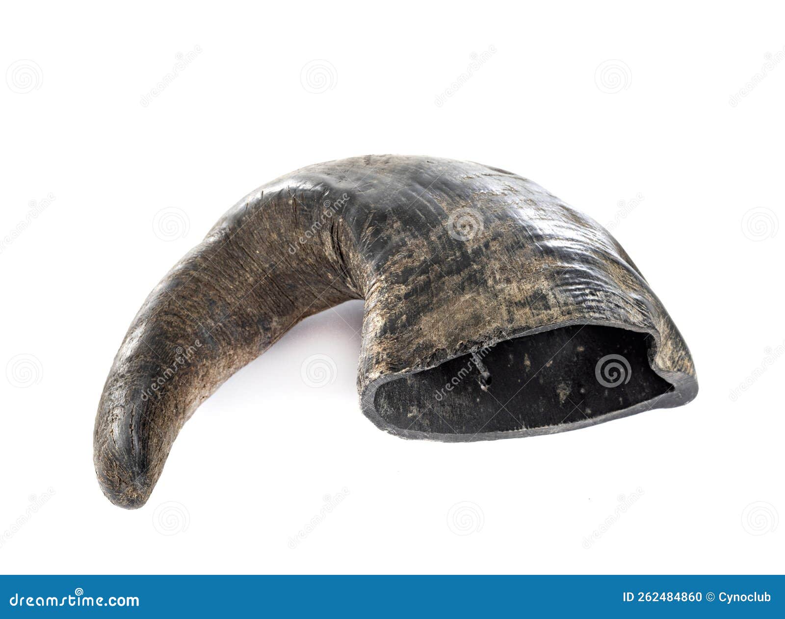Buffalo horn for dog stock photo. Image of white, gnaw 262484860