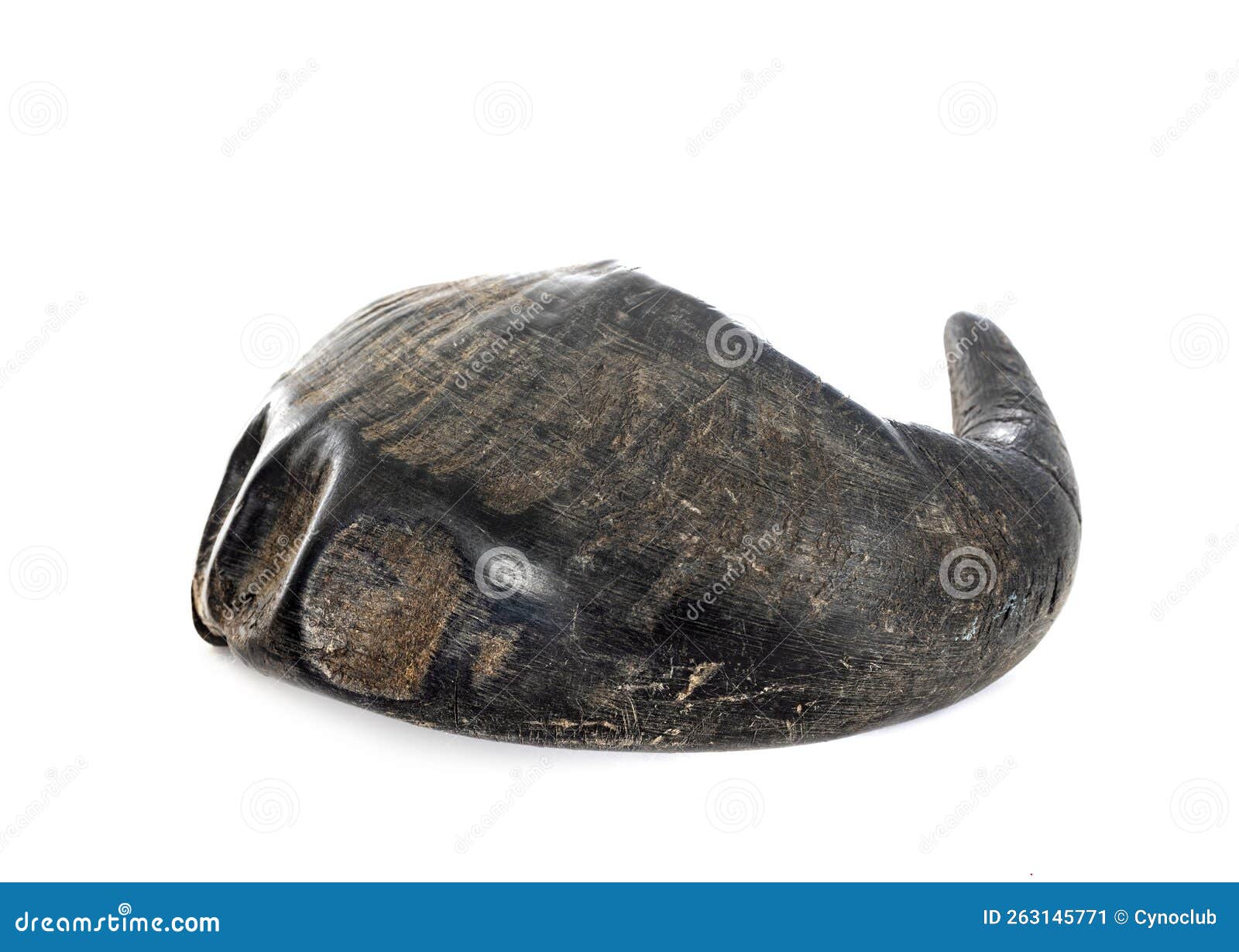 Buffalo horn for dog stock image. Image of buffalo, bull 263145771