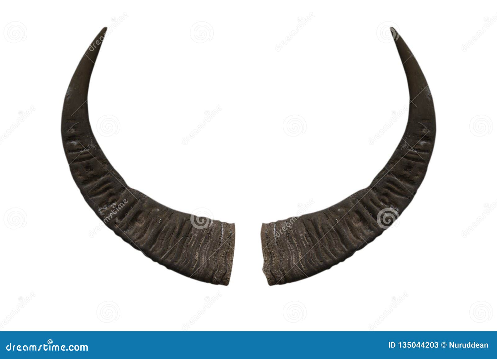 Buffalo Horn Isolated on White Background Stock Image - Image of farm ...