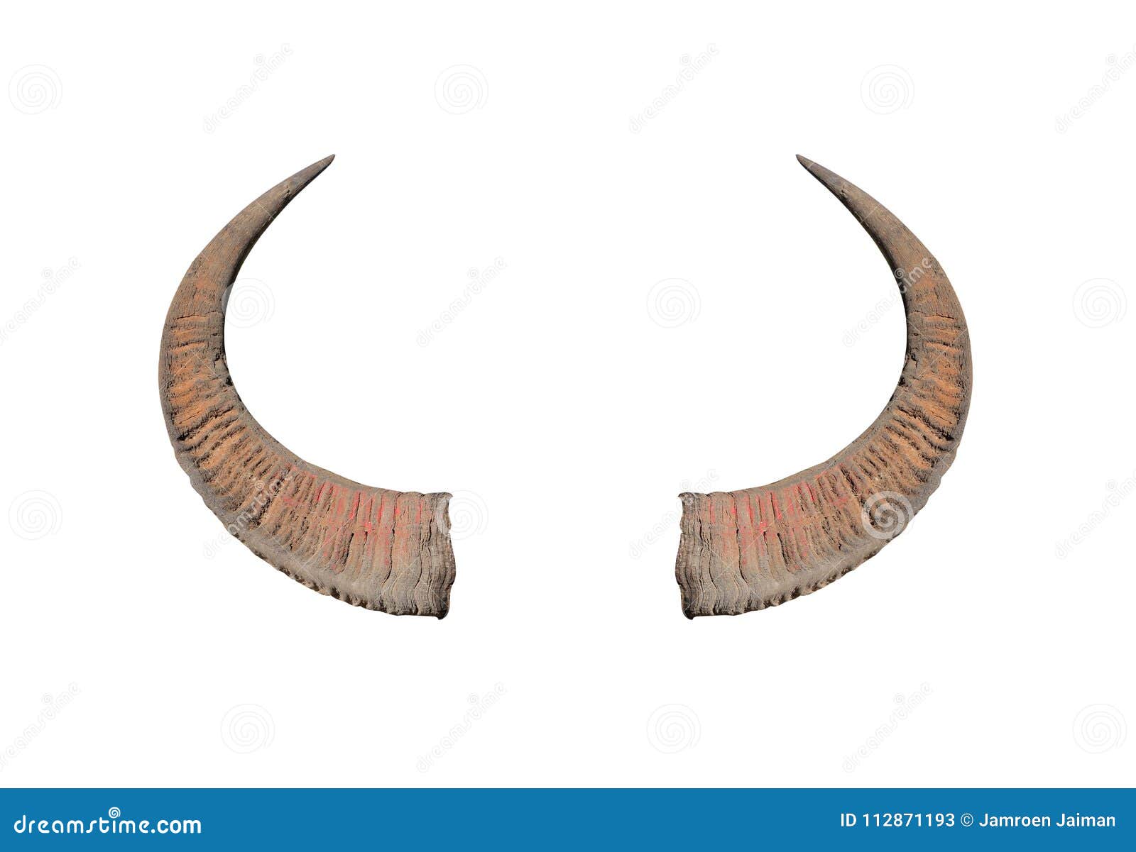Buffalo Horns on White Background Texture Stock Image Image of