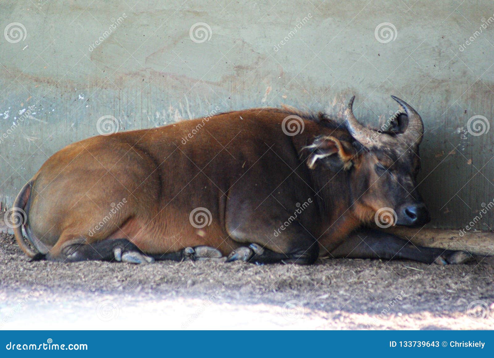 Buffalo Resting stock image. Image of live, long, weighing - 133739643 Buffalo Resting stock image. Image of live, long, weighing - 133739643