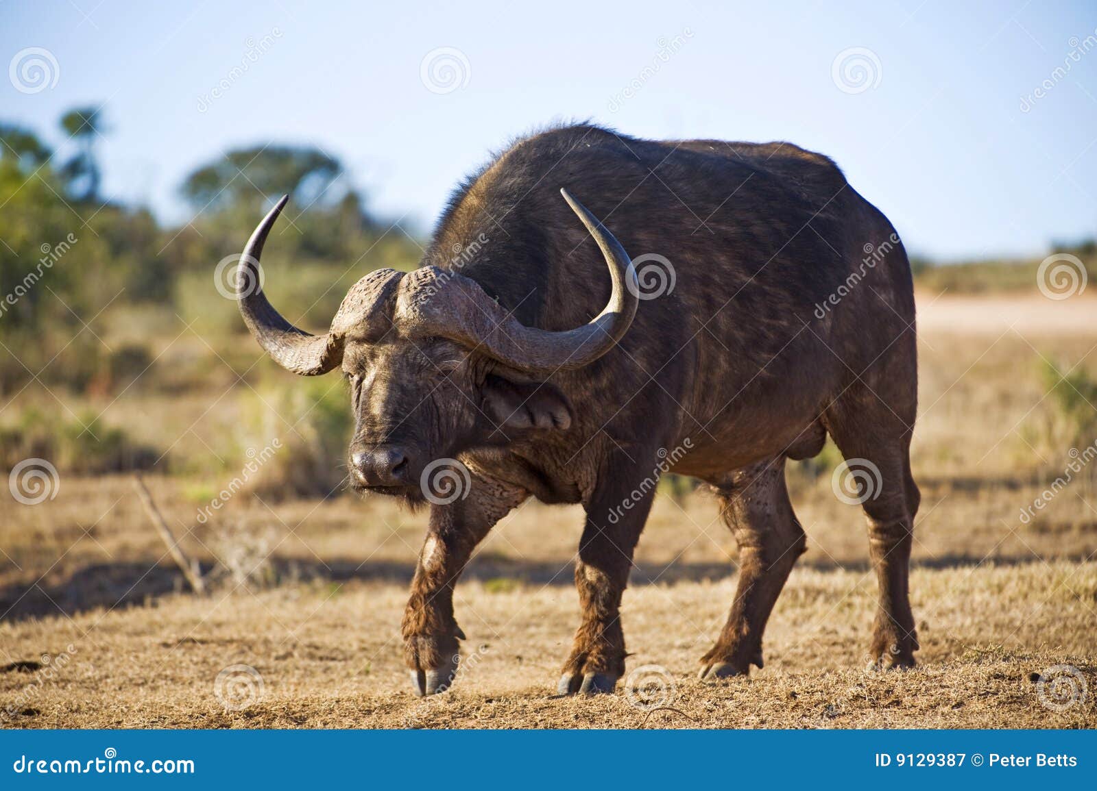 Buffalo Leader stock image. Image of male, nature, environment 9129387