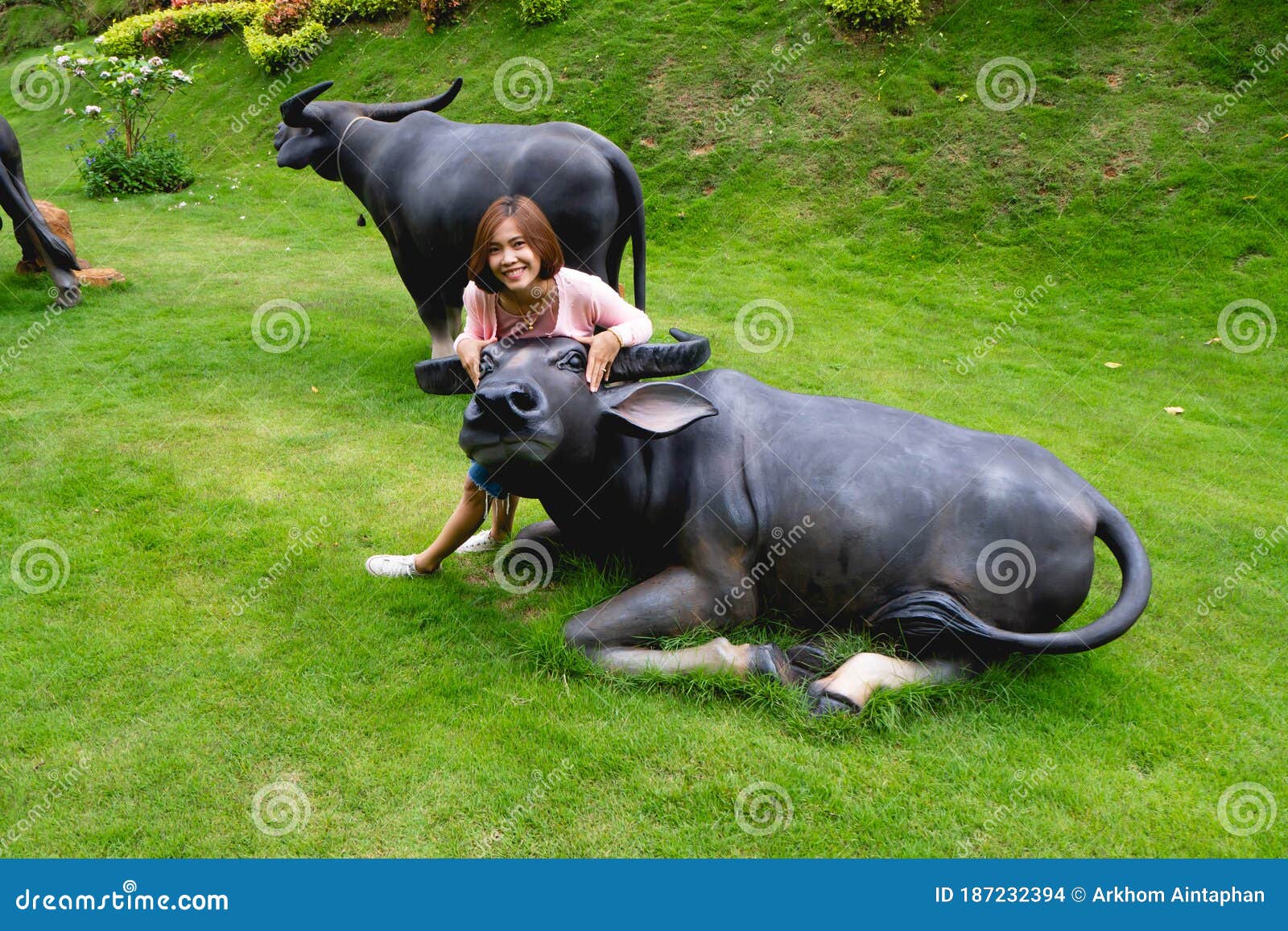 Sky Intuition spisekammer Buffalo stock photo. Image of agriculture, human, beautiful - 187232394