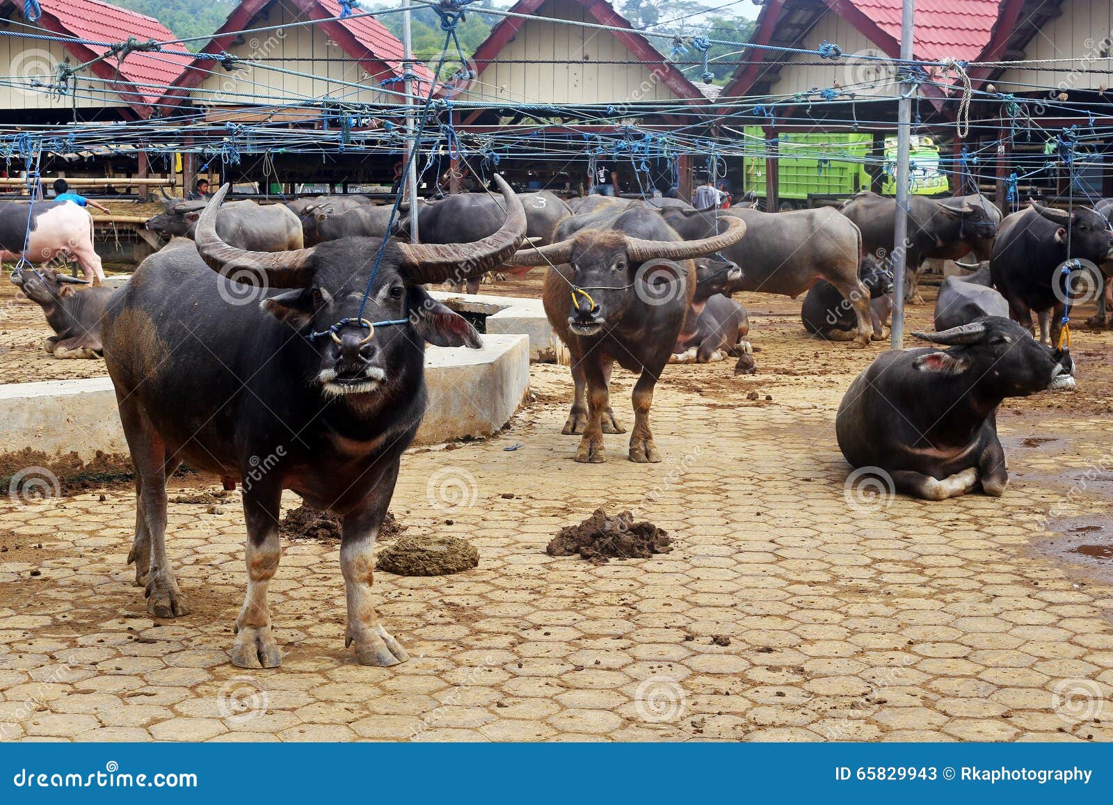 Buffalo Toraja, Indonesia Stock Image - Image culture, 65829943
