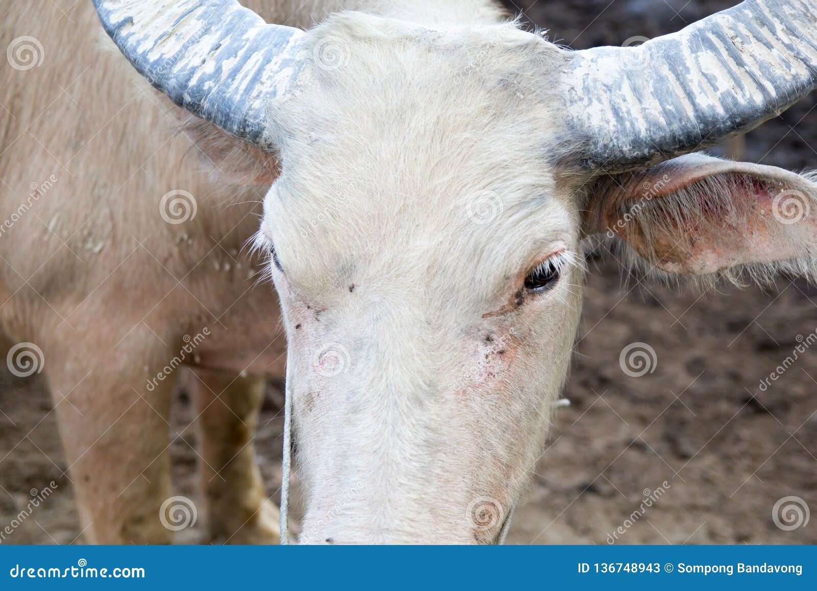 Buffalo stock image. Image of black, living, mammal - 136748943