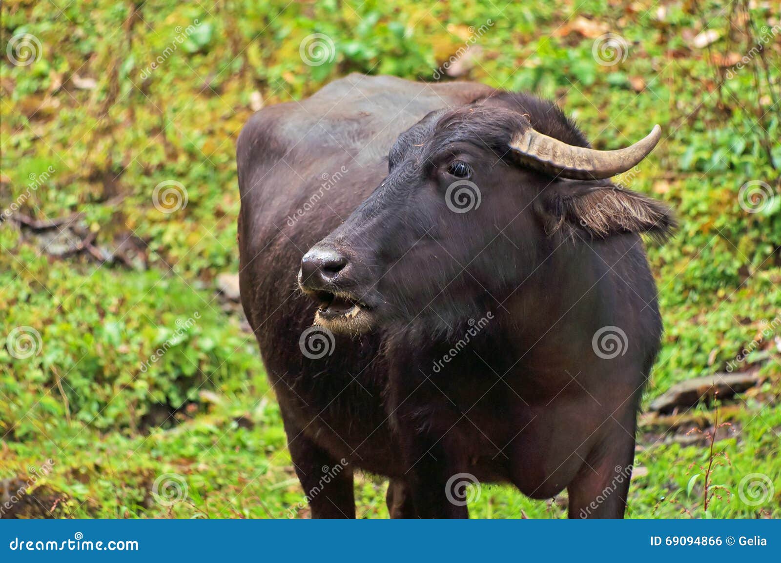 Buffalo In Nepal Stock Photo Image 69094866