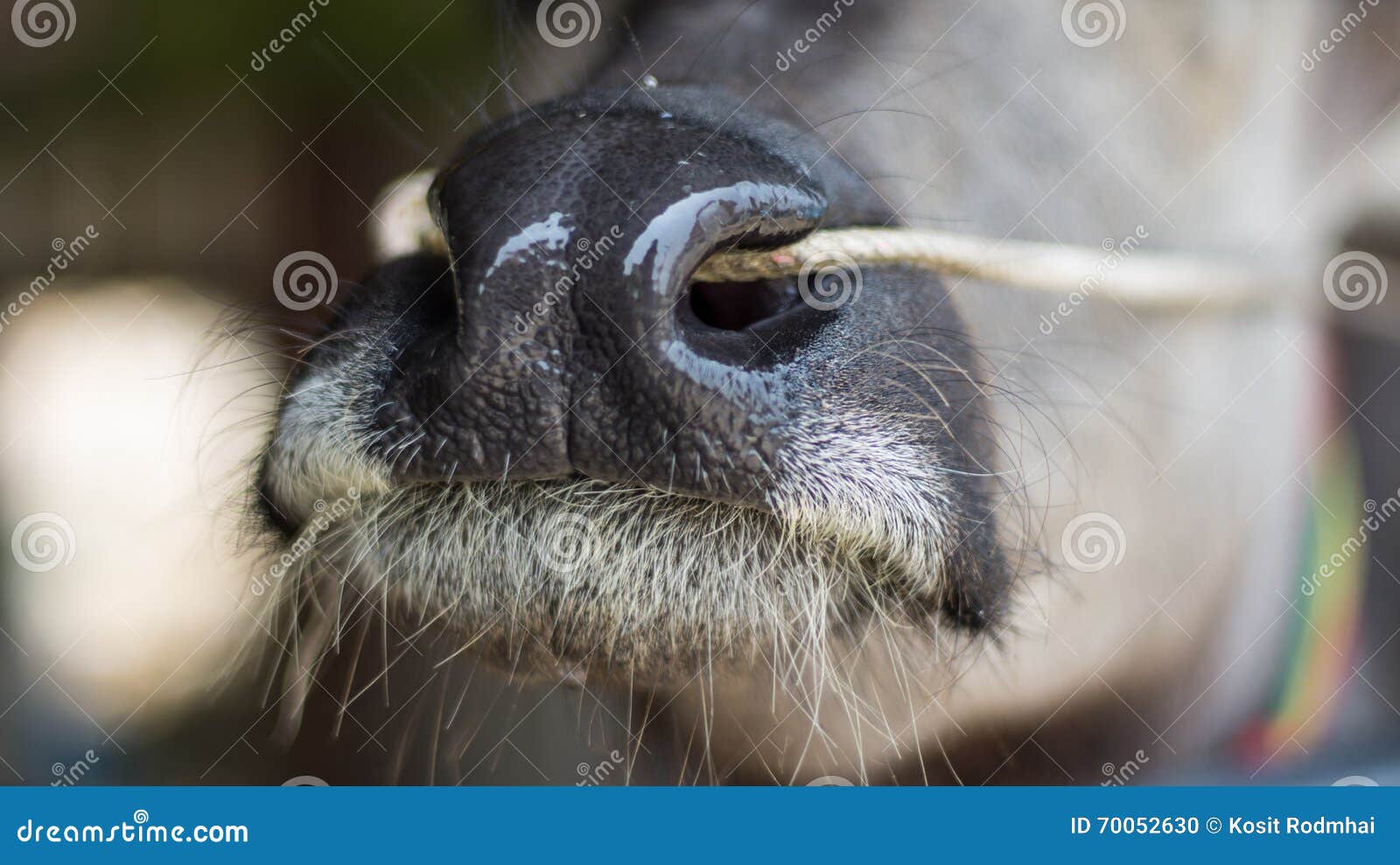 Buffalo Fake Straw Stock Photo 1159150630