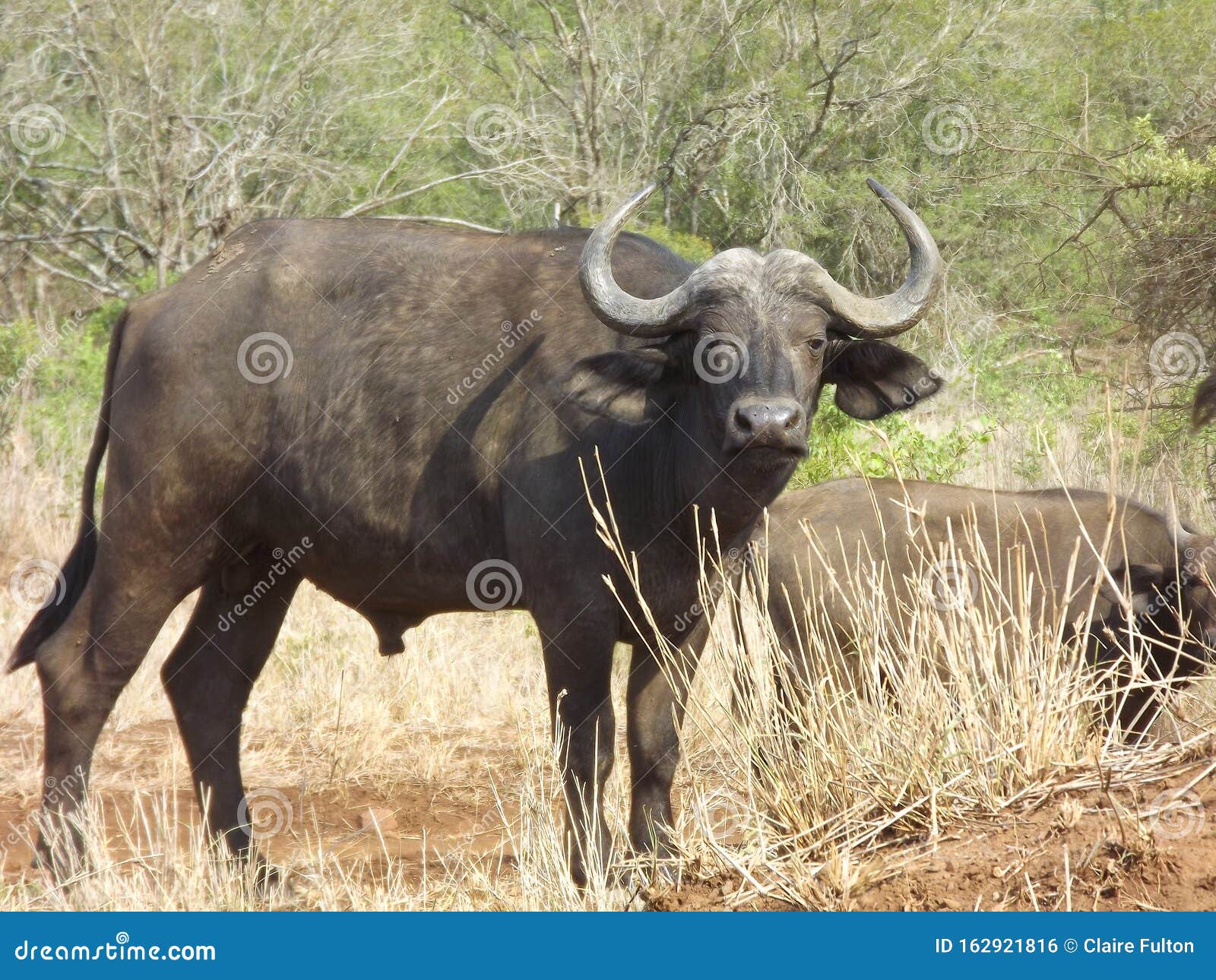 A Buffalo, One of Africa`s Most Dangerous Animals. Stock Photo - Image of southern, buffalo: 162921816 A Buffalo, One of Africa`s Most Dangerous Animals. Stock Photo - Image of southern, buffalo: 162921816