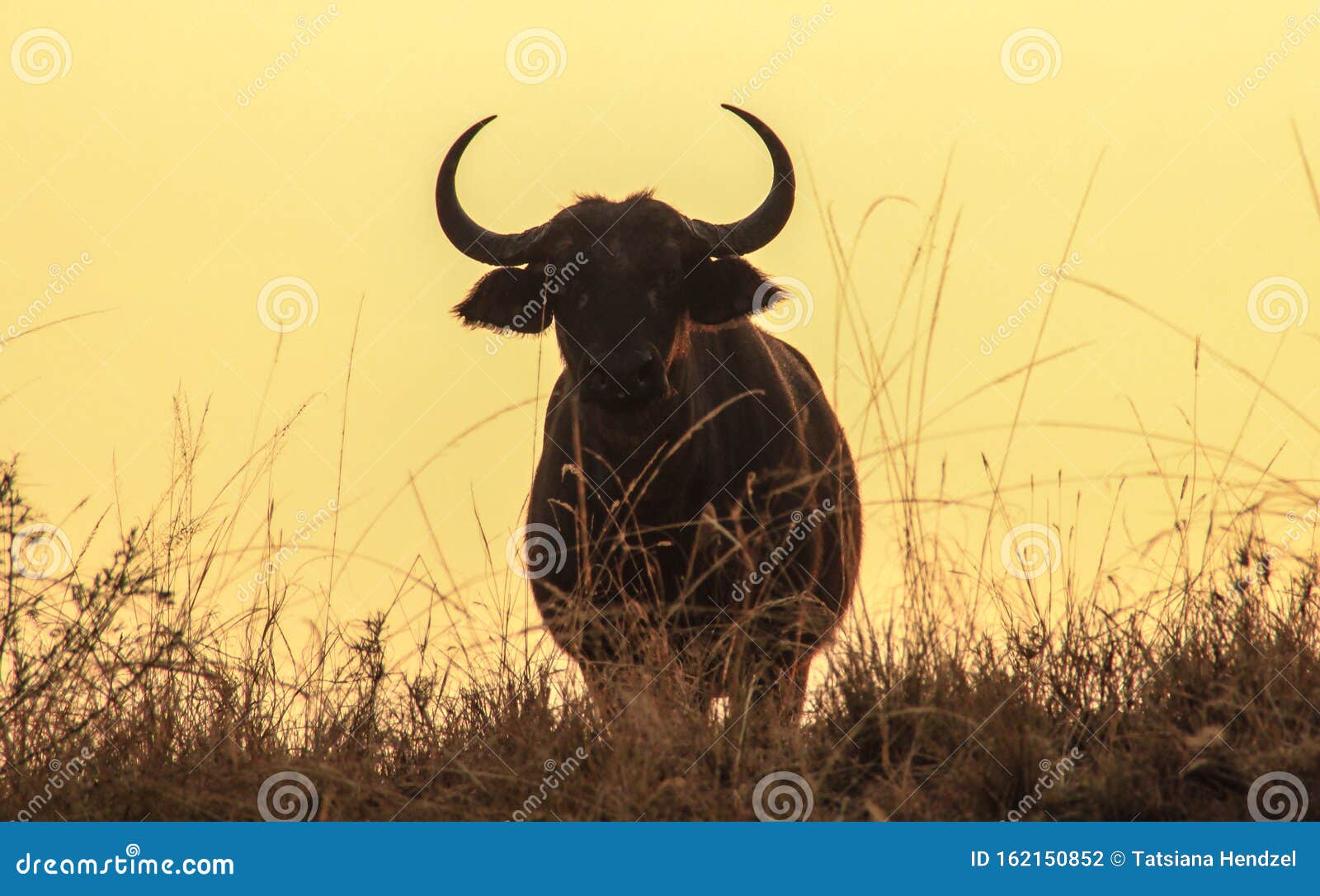 Buffalo - One of the Five Famous Majestic Dangerous Animals of Africa.  Silhouette of a Buffalo with Big Horns Stock Photo - Image of five,  national: 162150852