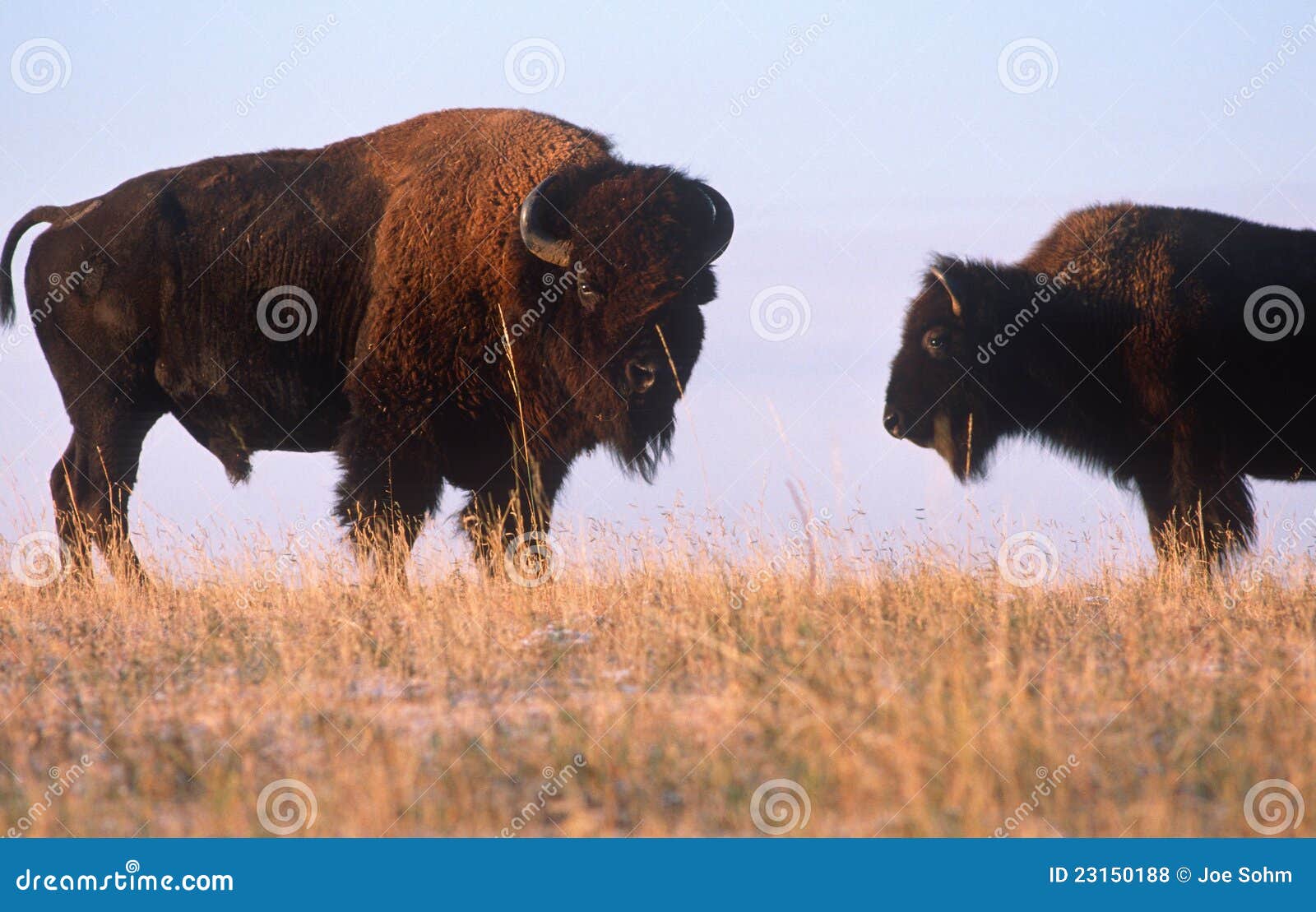 Buffalo the Range, Nebraska Stock Photo - Image of america, hoofed: