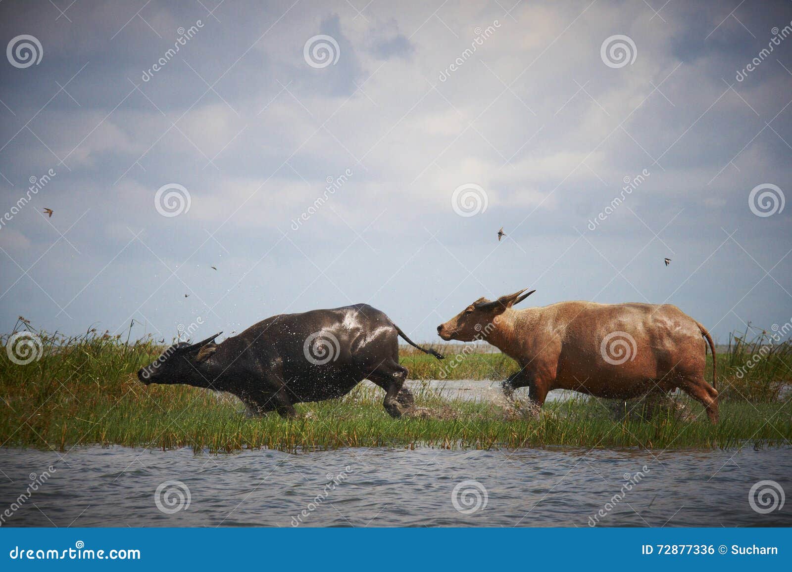 Hong Kong tøjlerne Fil Buffalo run on water. stock photo. Image of motion, meadows - 72877336