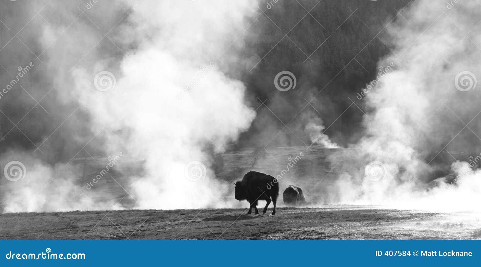Buffalo Sauna stock photo. Image of white, black, wildlife 407584