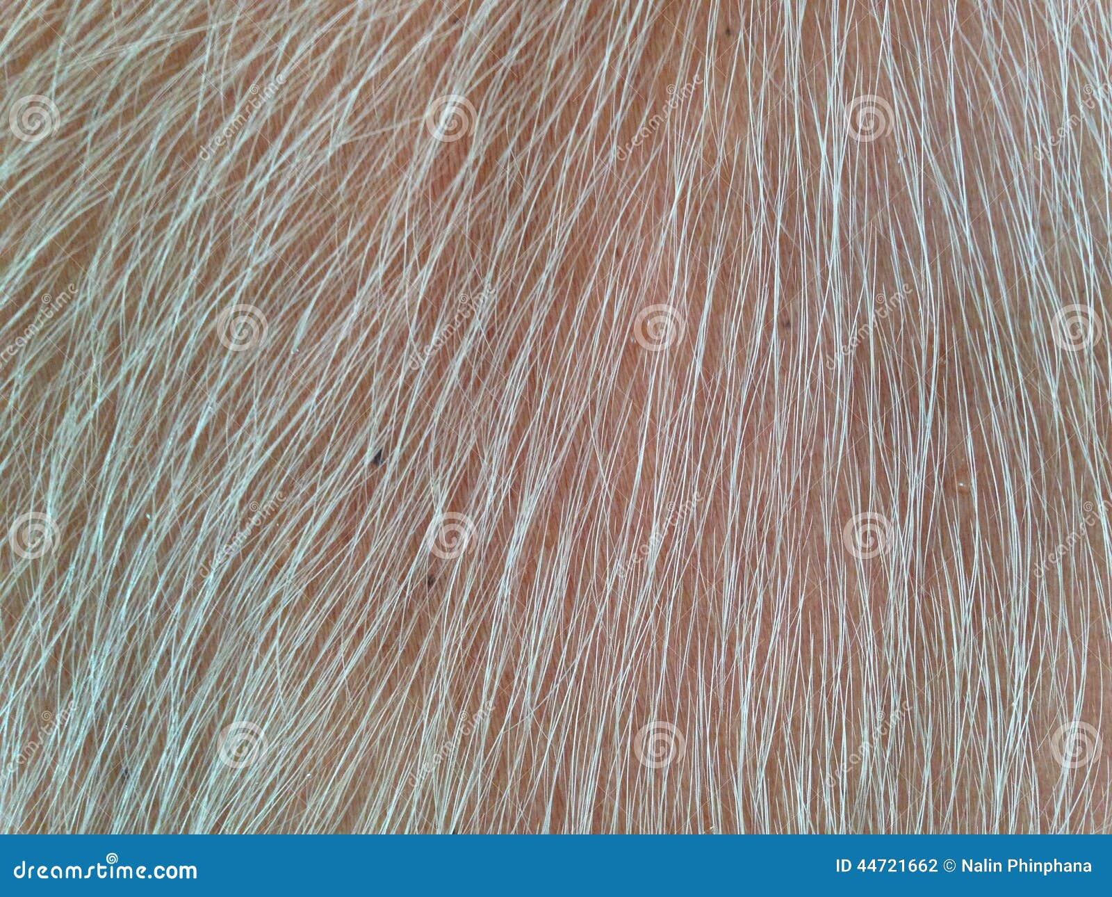 Buffalo skin stock photo. Image of buffalo, texture, grass 44721662