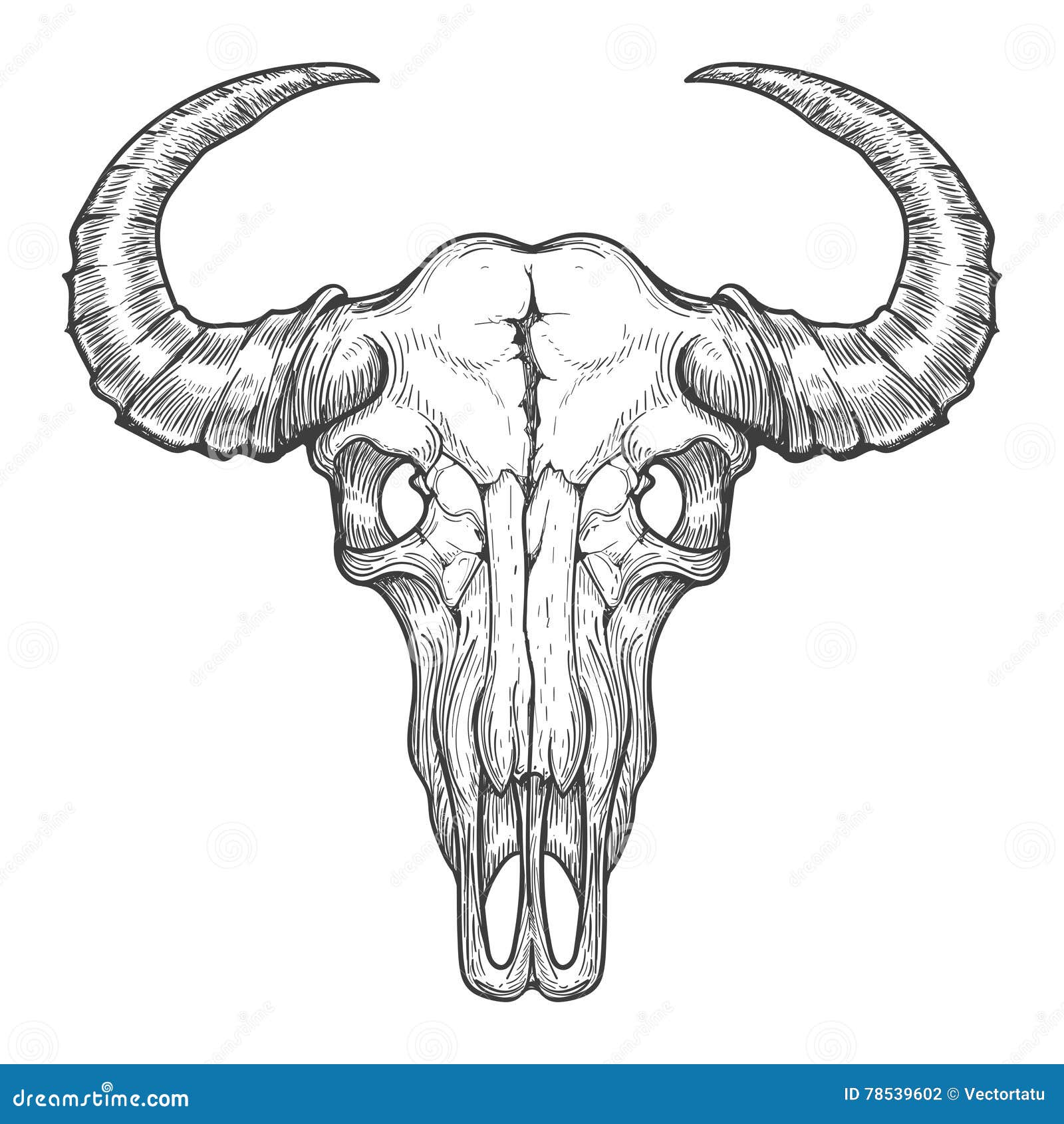 Buffalo skull sketch stock vector. Illustration of engraved -