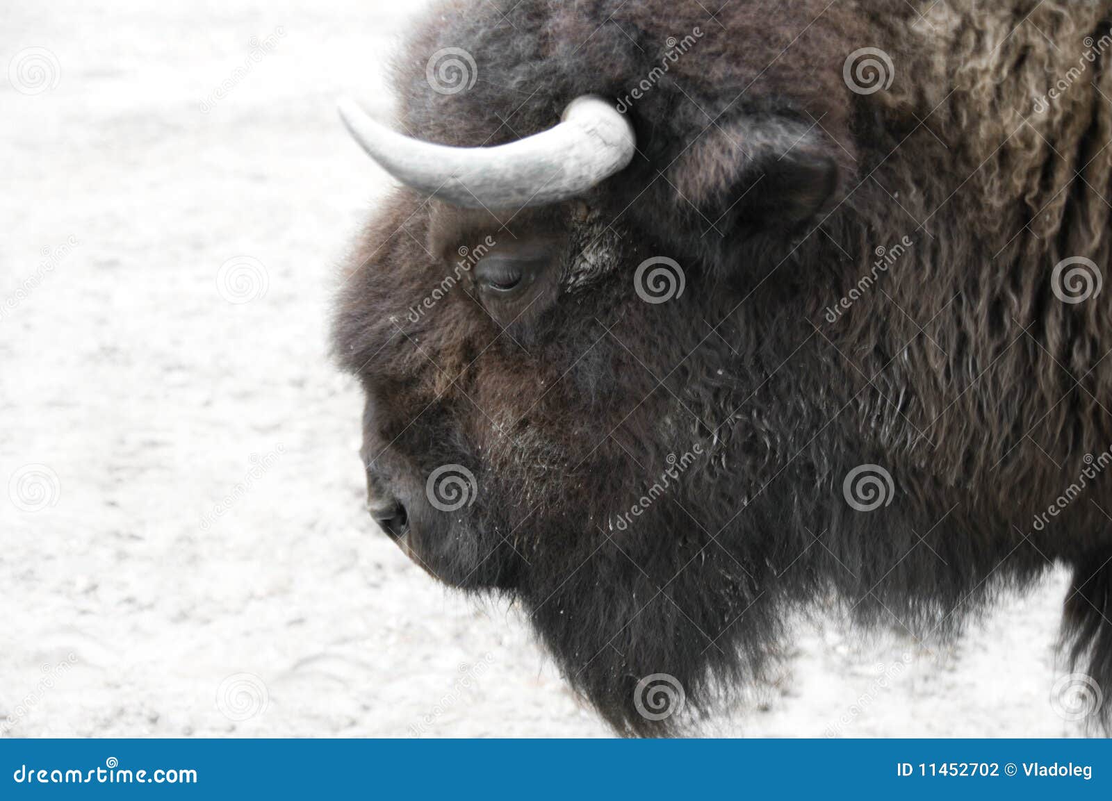 Buffalo on a snow stock photo. Image of vertebrate, field 11452702