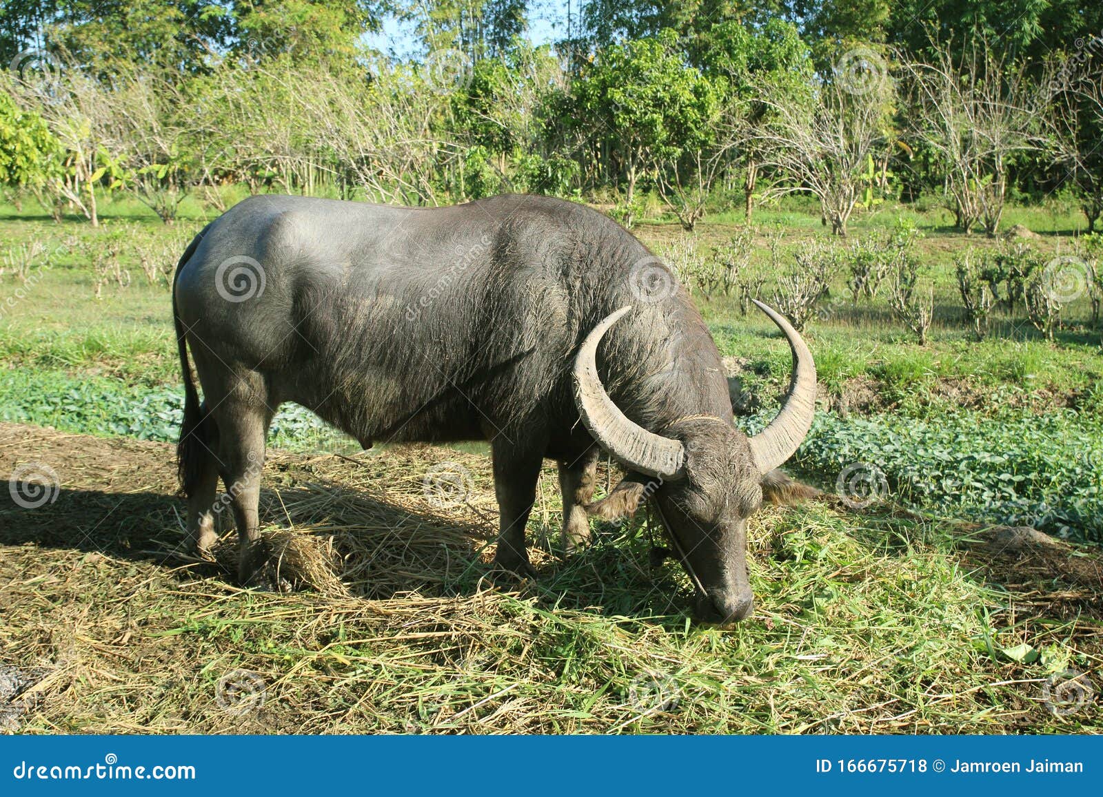 Buffalo in Thailand. Buffalo in Field Eating the Grass Stock Photo
