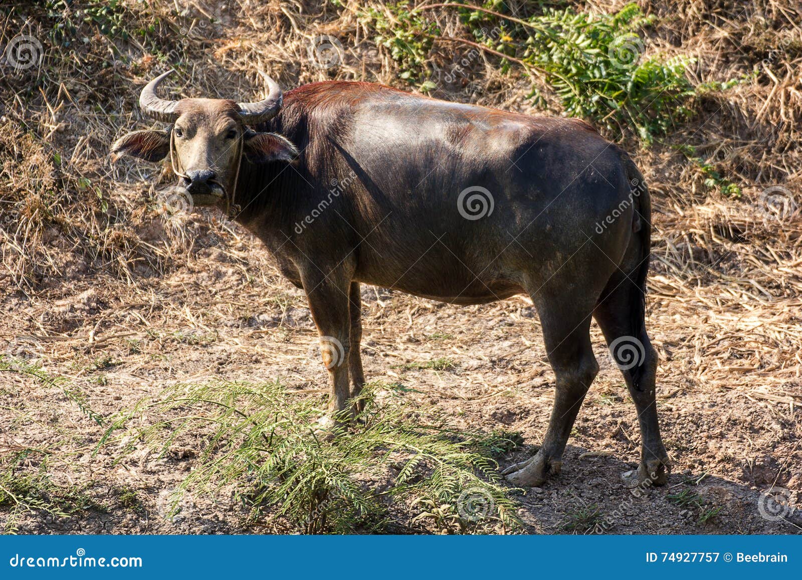 Buffalo In Thailand. Buffalo Is An Animal That Has Been With Thai
