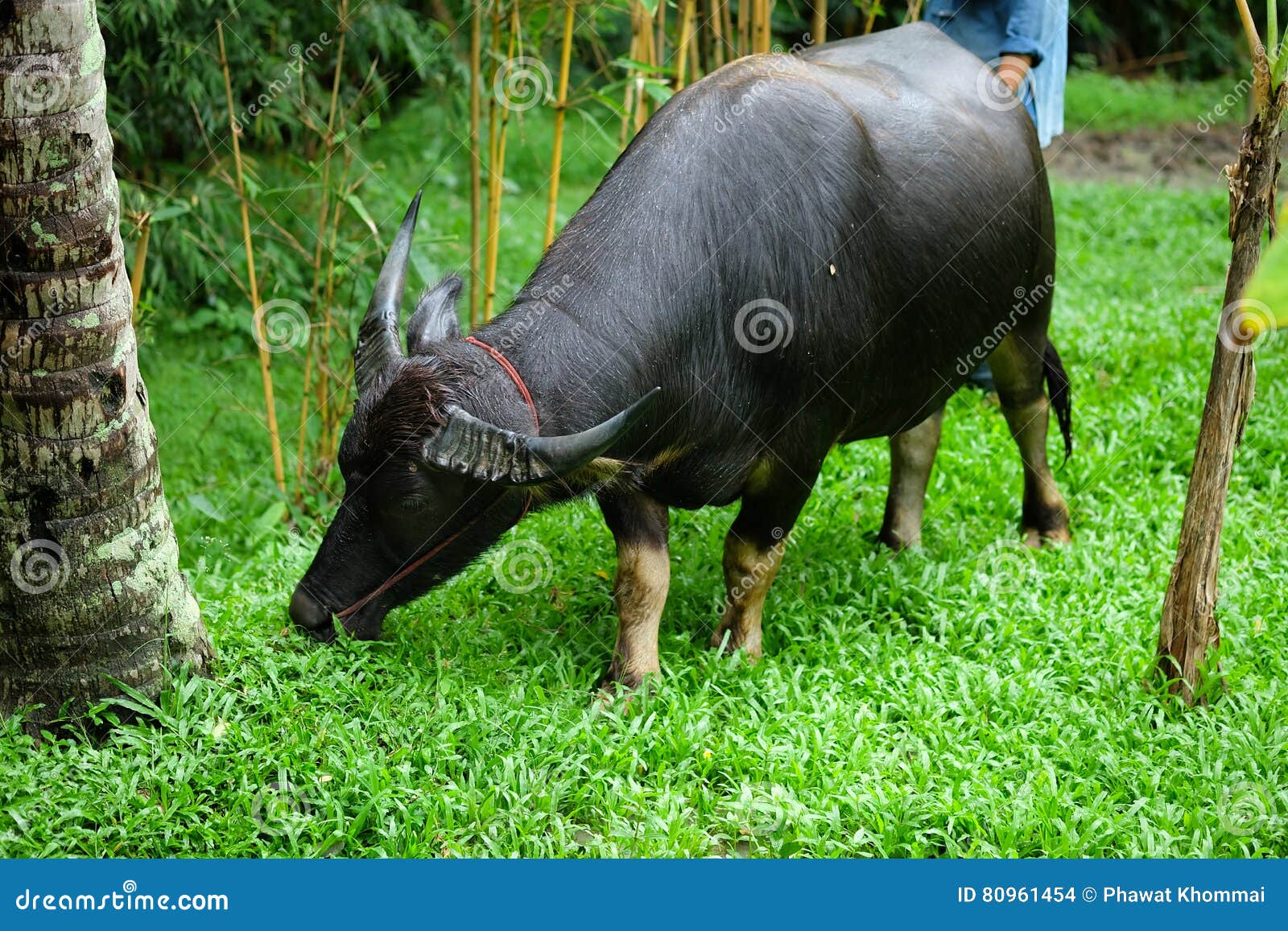 Buffalo In Thailand. Buffalo Is An Animal That Has Been With Thai