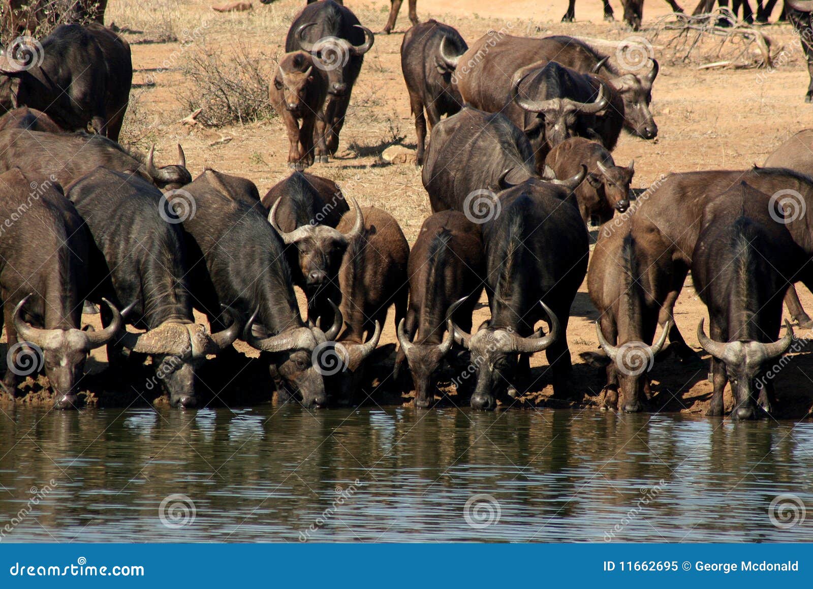 Buffalo Watering stock image. Image of africa, hole, waterhole 11662695