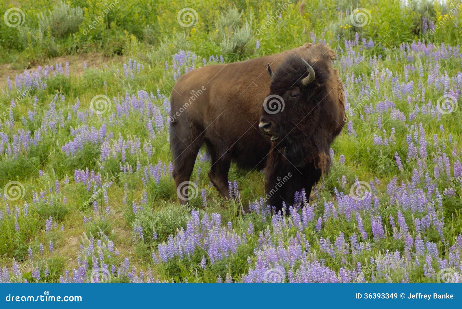 buffalo in the wildflowers