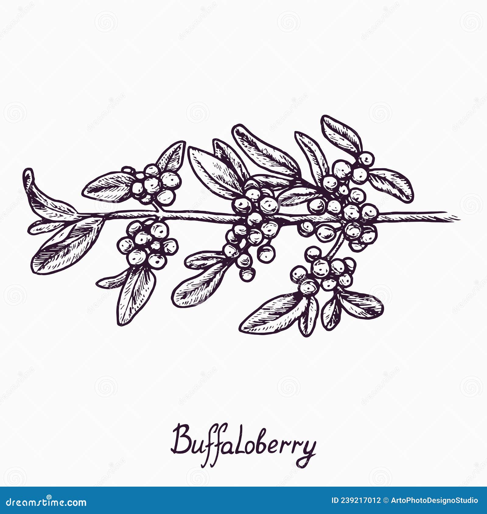 Buffaloberry Branch with Berries and Leaves, Outline Simple Doodle ...