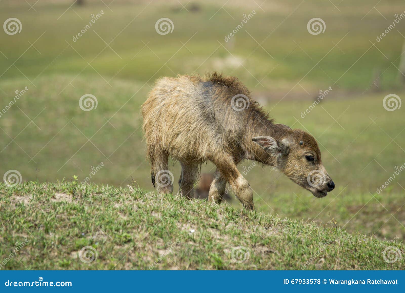 Buffaloed 库存照片. 图片 包括有 背包, 吃草, 字段, 垫铁, 收获, 海角, 肌肉, 马拉 67933578