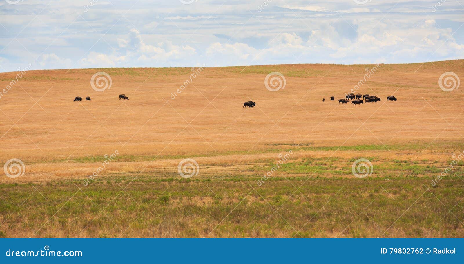 Buffaloes stock photo. Image of grass, utah, southwest - 79802762