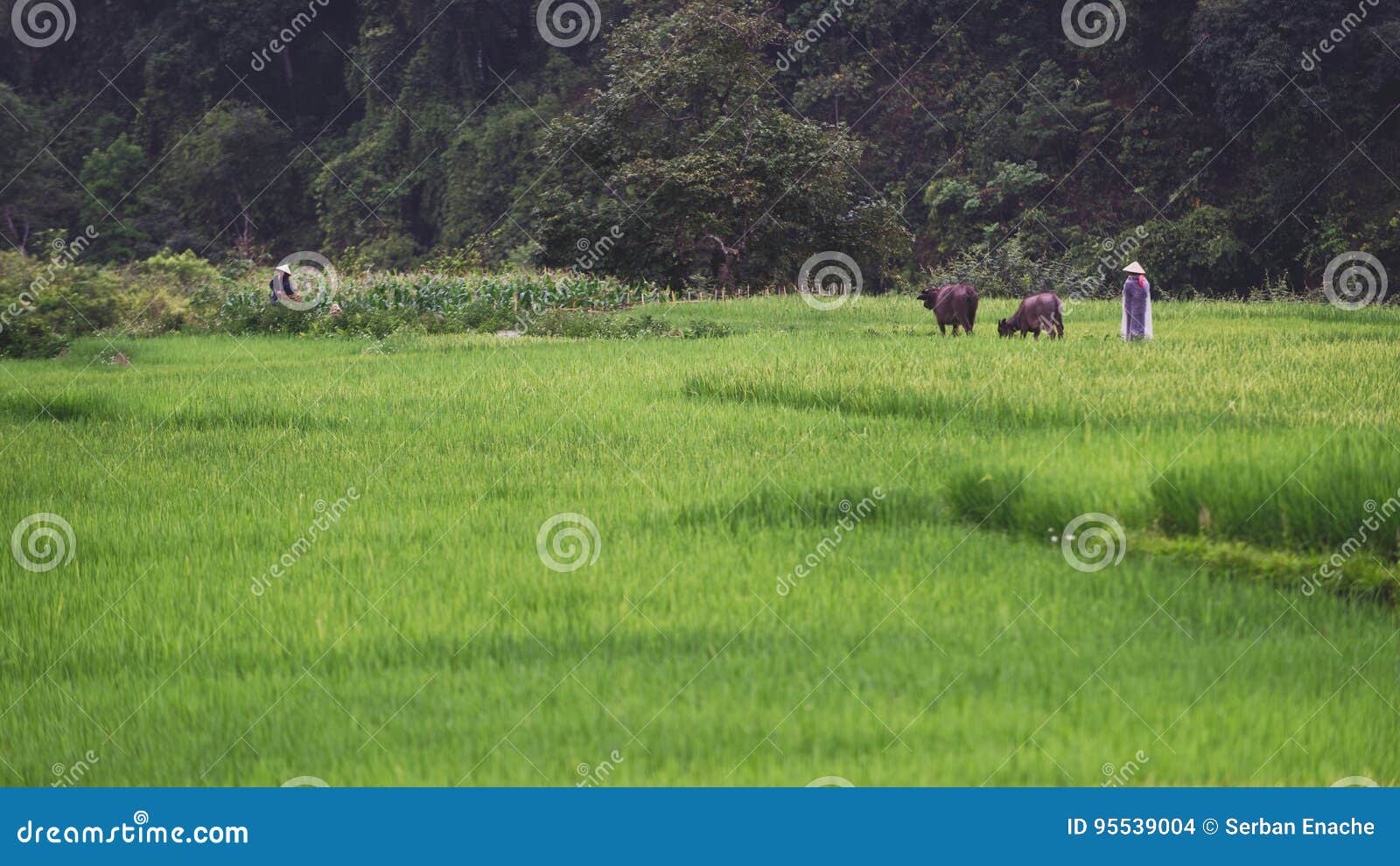 buffaloes and herder in rice field