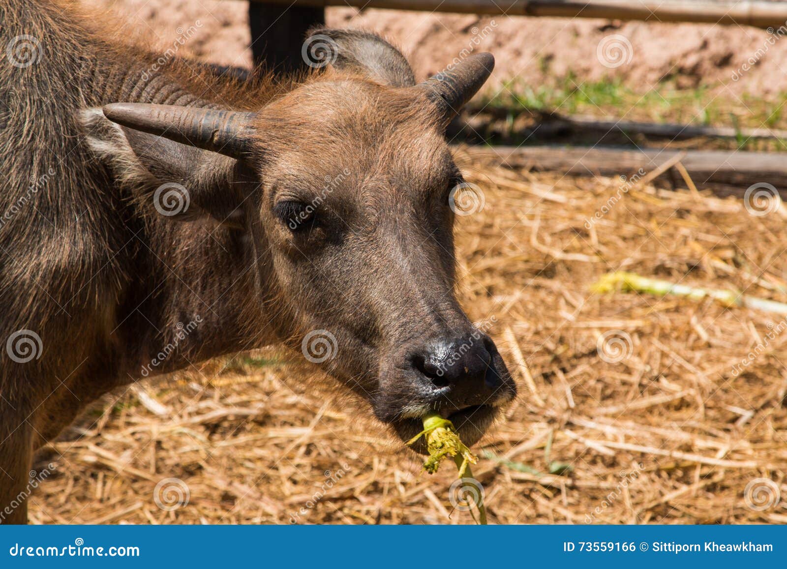 De buffels, Buffels Thailand, dieren, sluiten omhoog oog, sluiten omhoog oog, neus