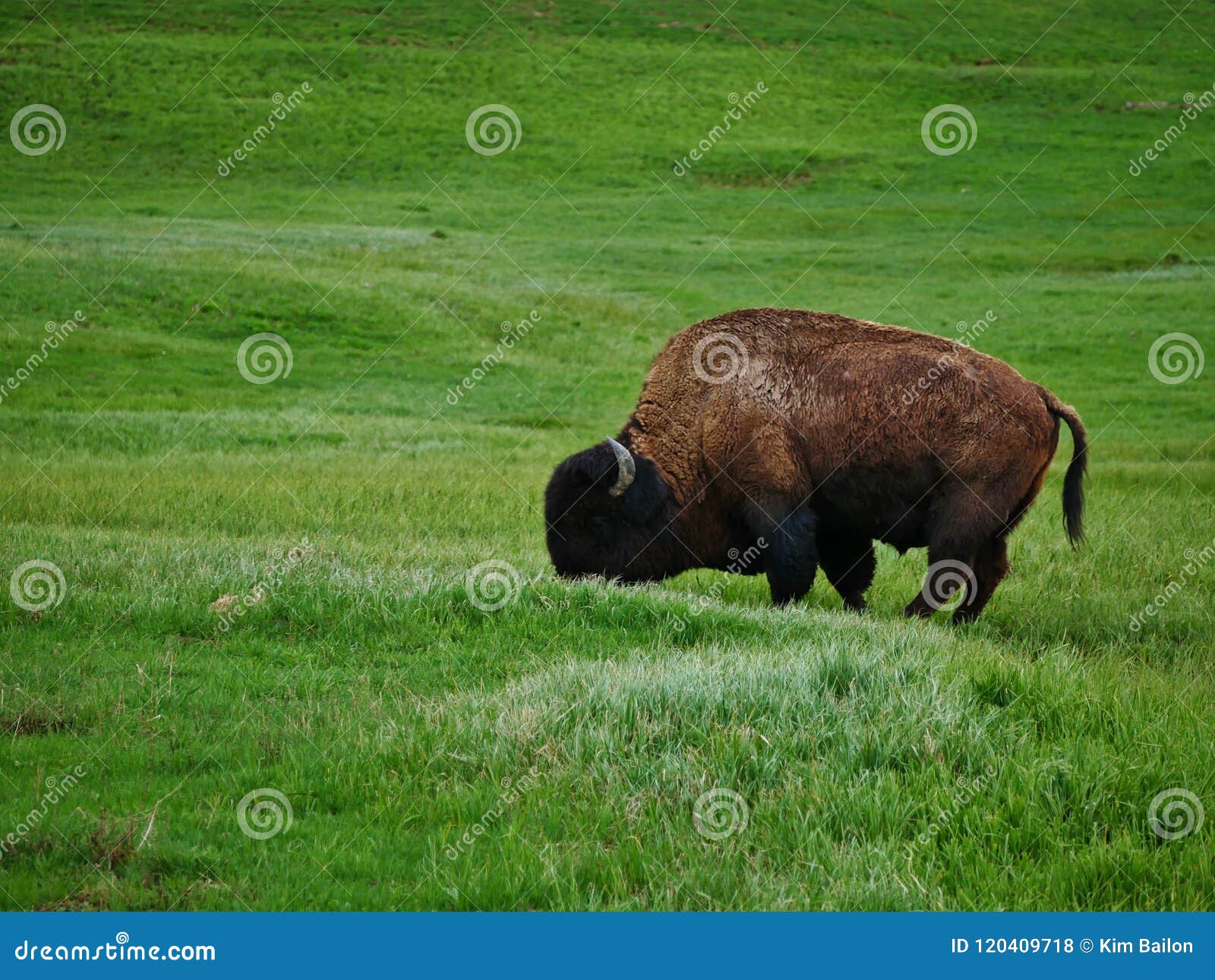 Buffels die in Weide weiden. Buffels die in weide zijprofiel weiden