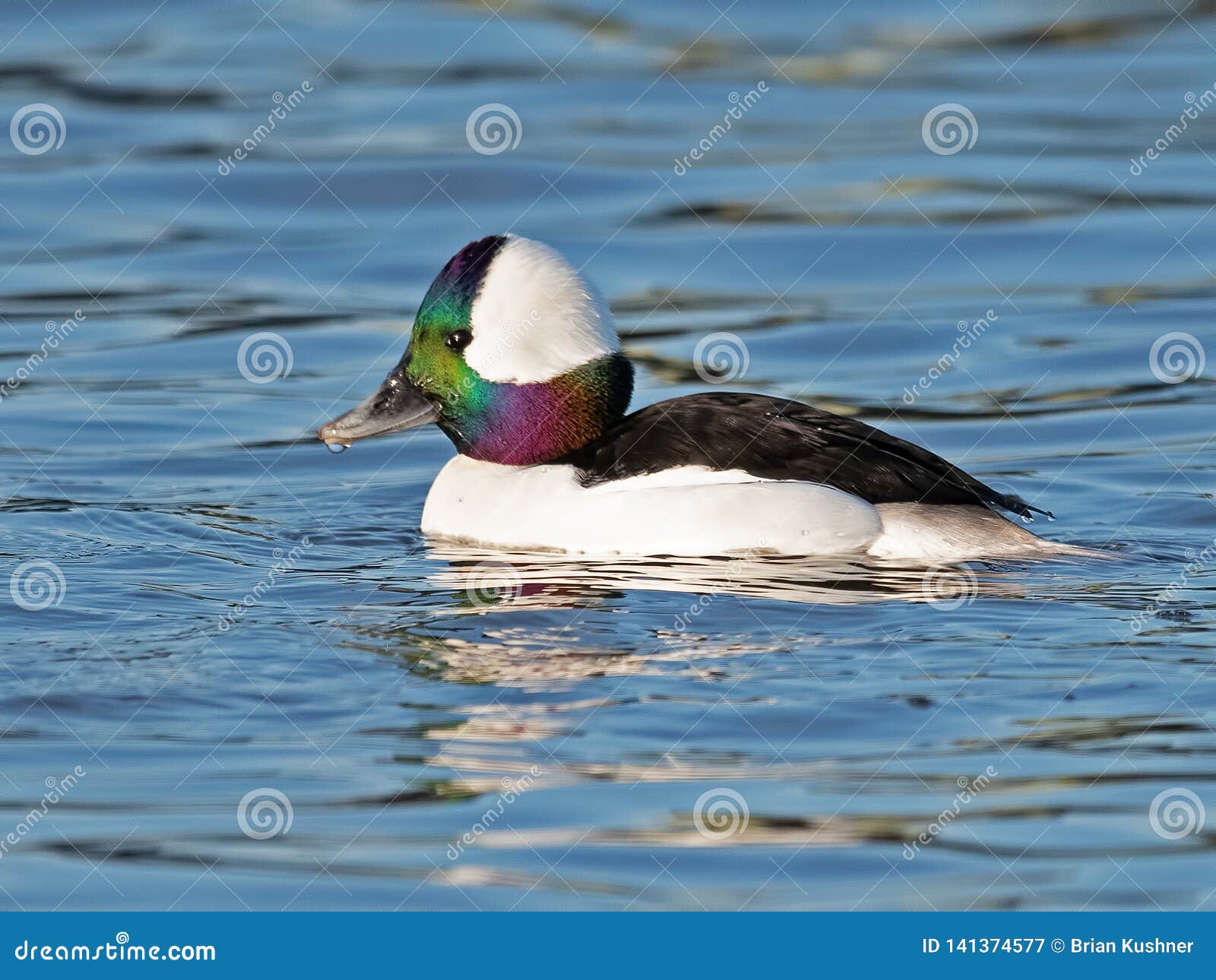 Bufflehead Duck Male in Bay Stock Image Image of male, bufflehead
