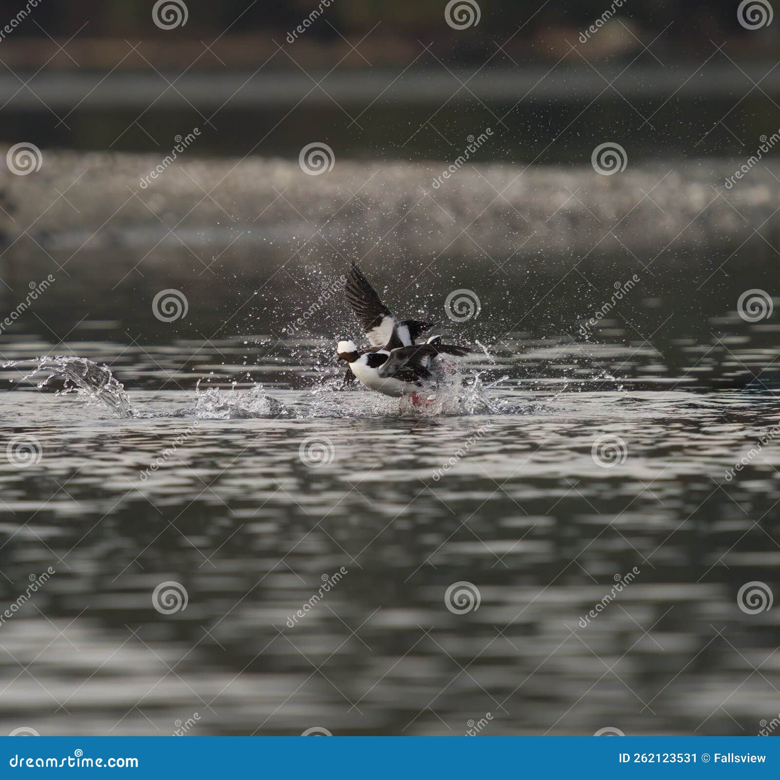 bufflehead fighting at seaside