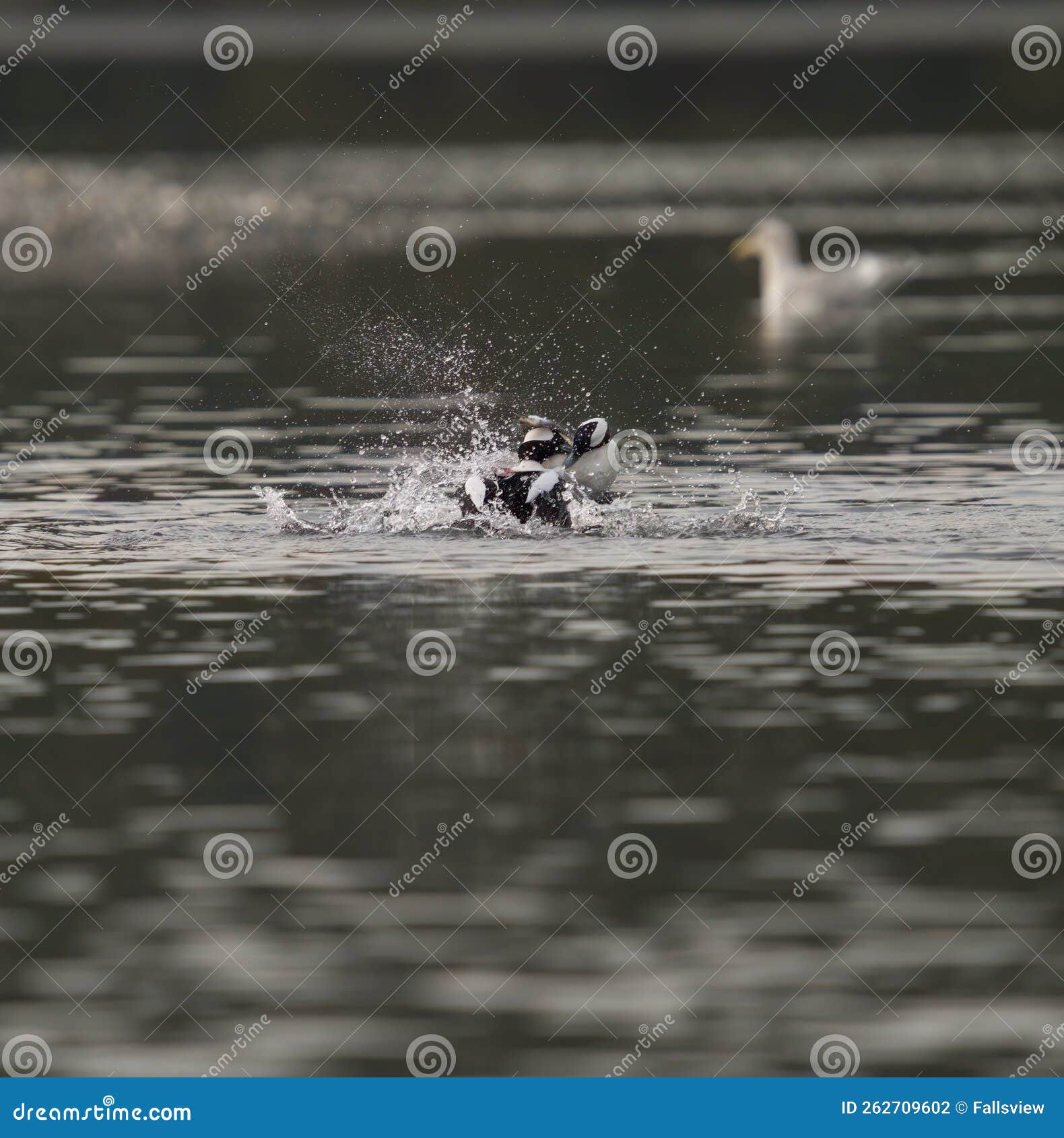 bufflehead fighting at seaside