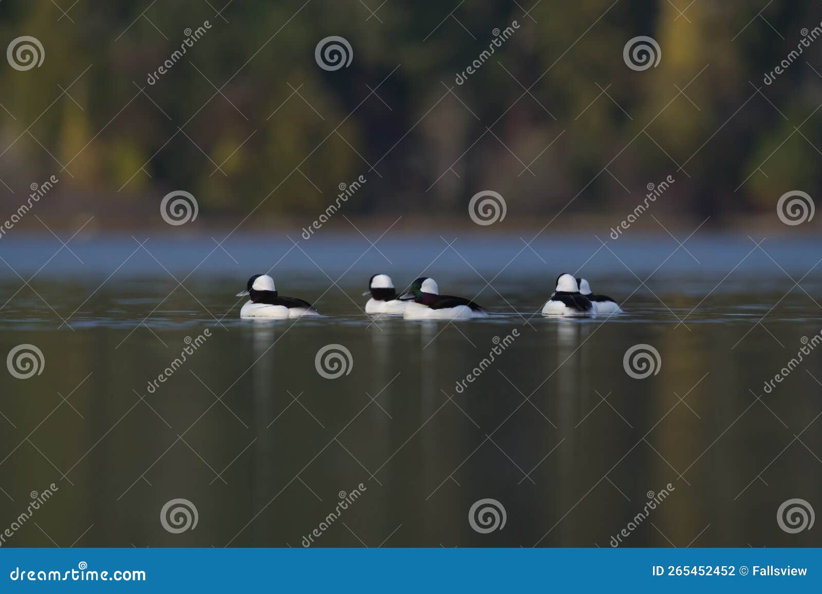bufflehead resting at seaside